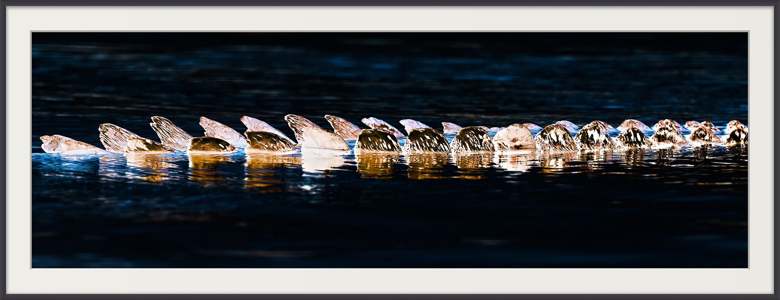 Chobe-Croc-Tail-2023-1x3-black-frame.jpg