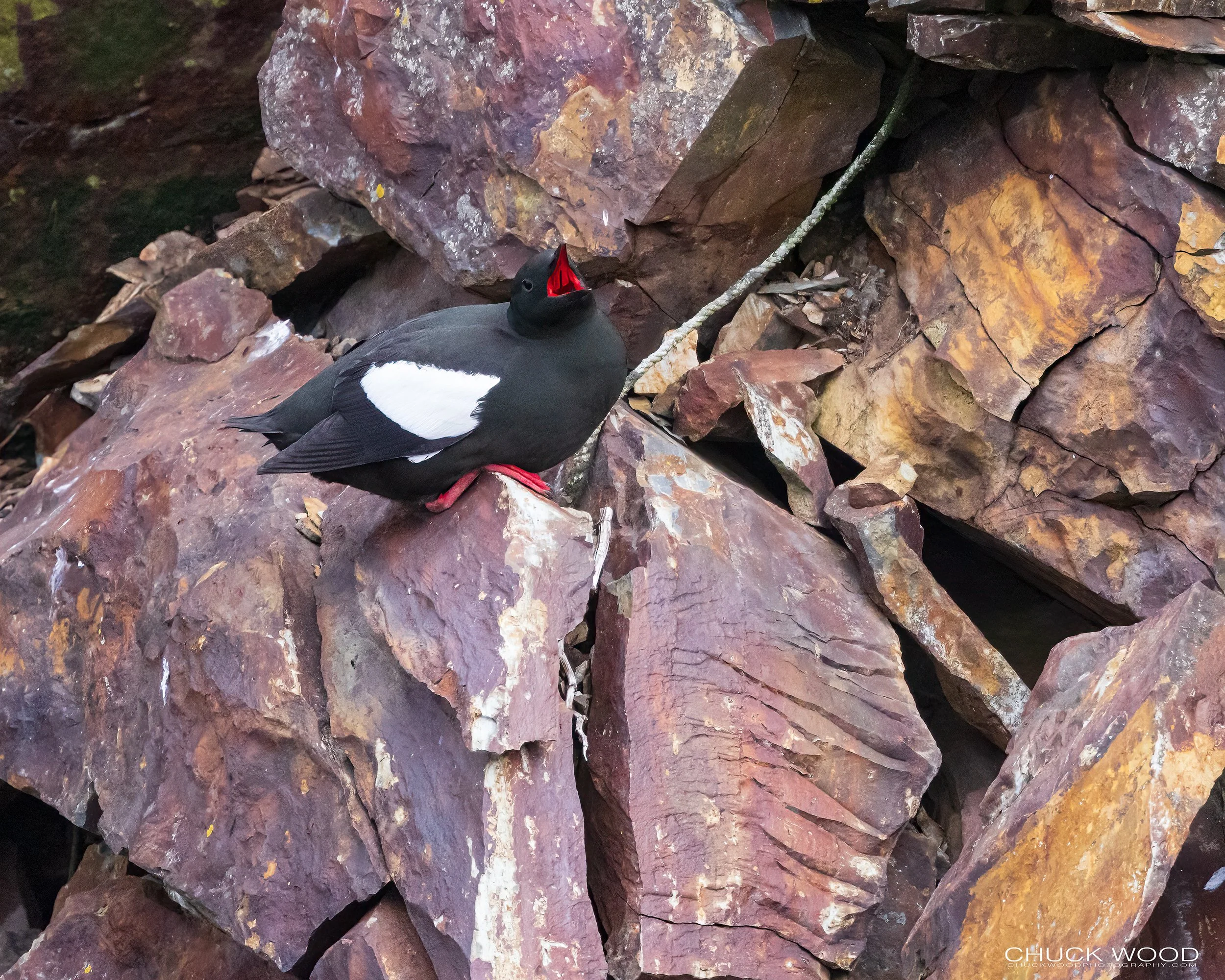  Elliston Puffin Island, NL 2022 