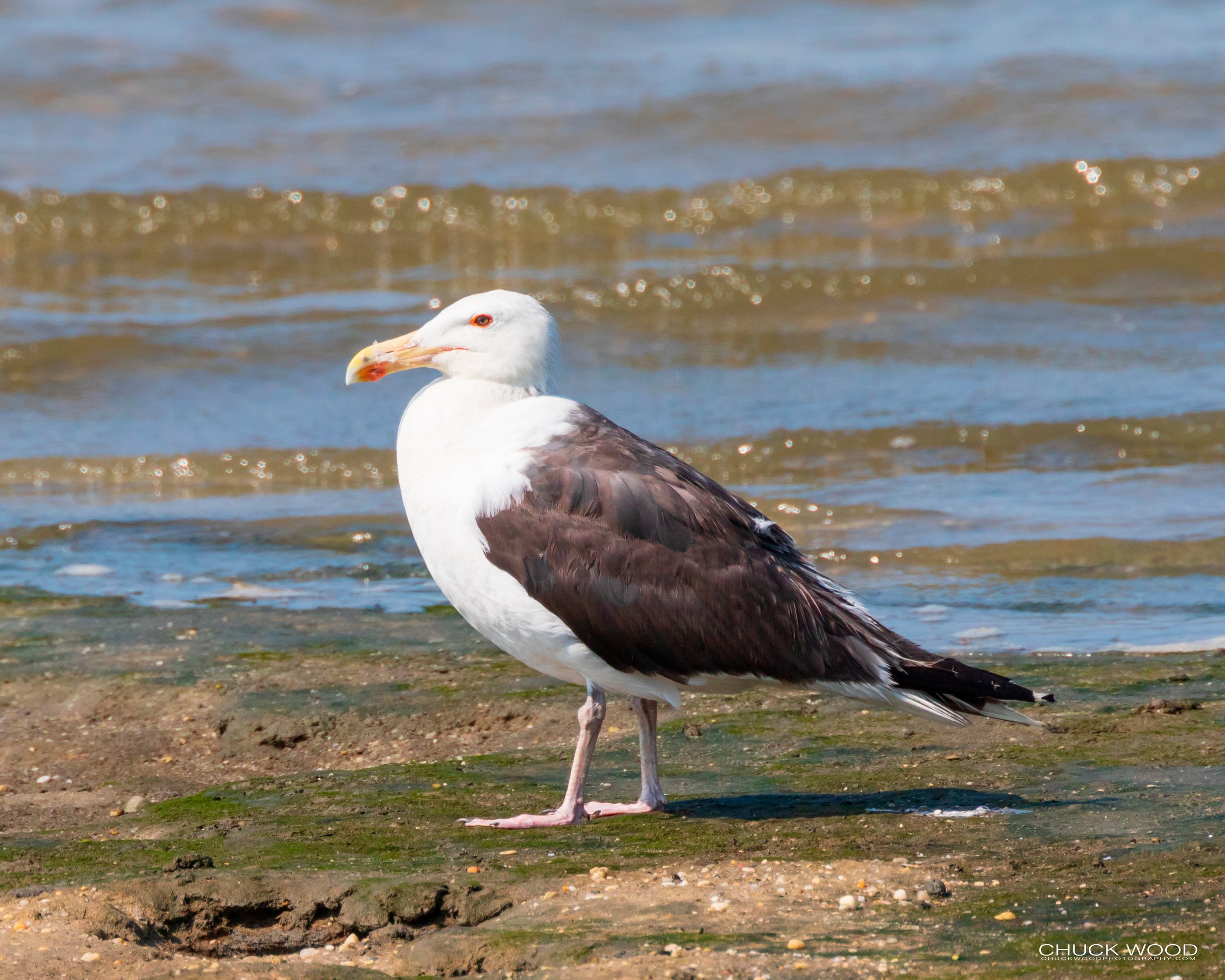 Forsythe NWR, NJ 2019 