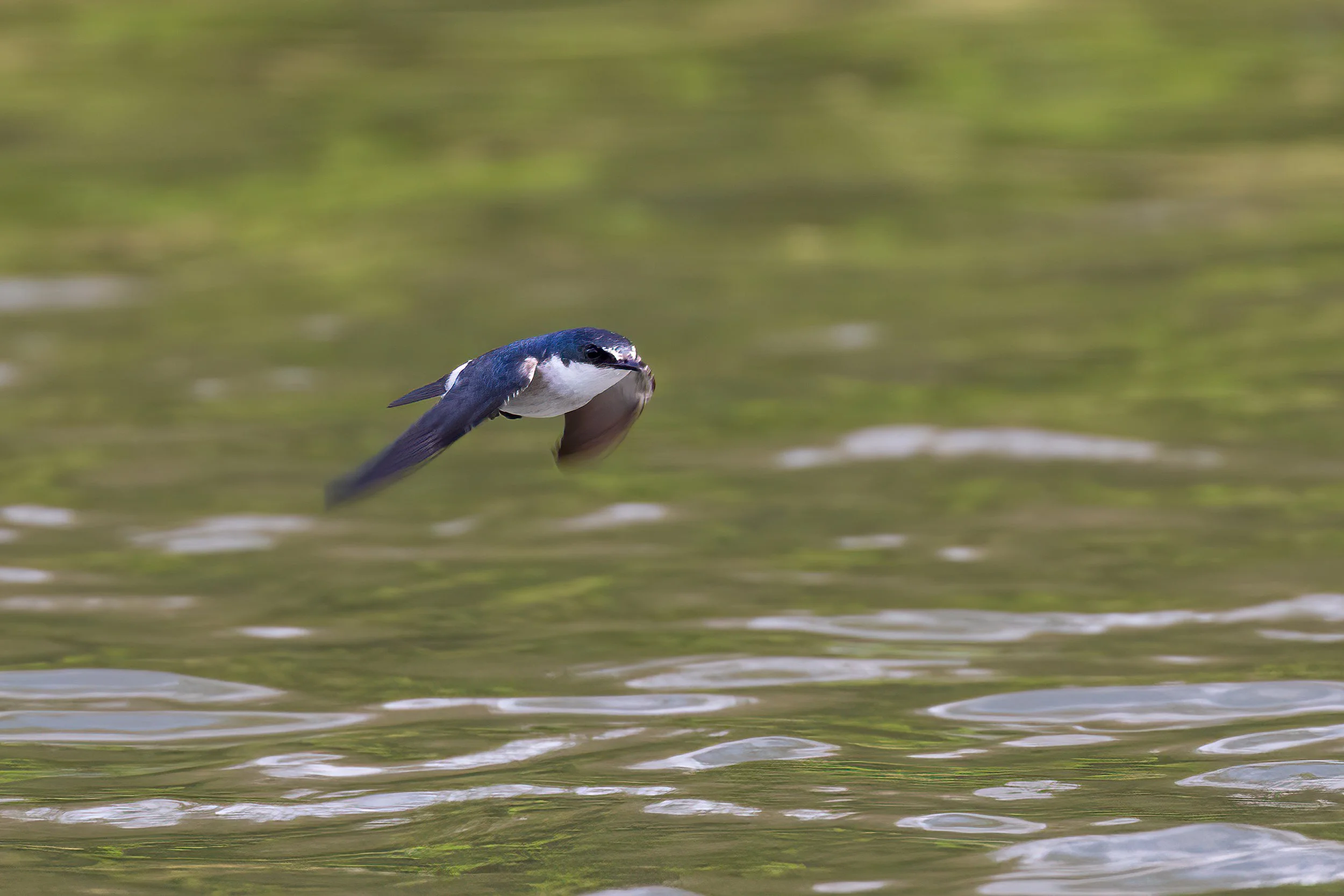  Tarcoles River, Costa Rica 2023 