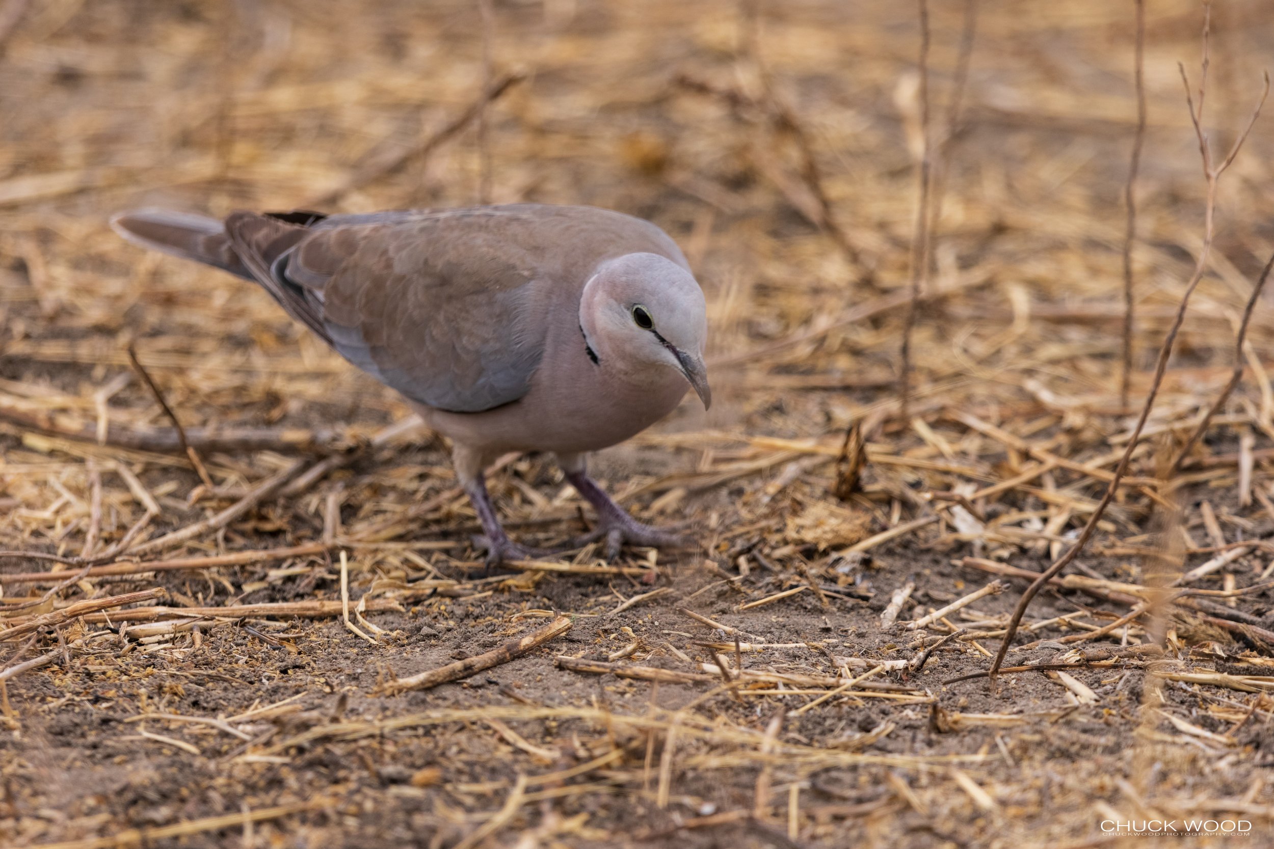  Tarangire, Tanzania 2021 