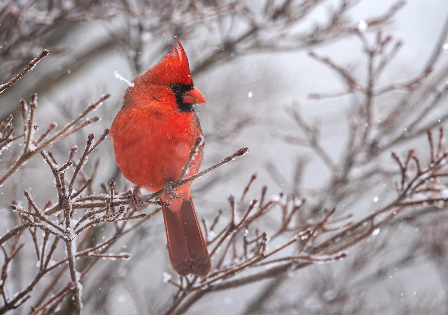 Northern-Cardinal-20220312-38-Continental-01-CARD-1500.jpg