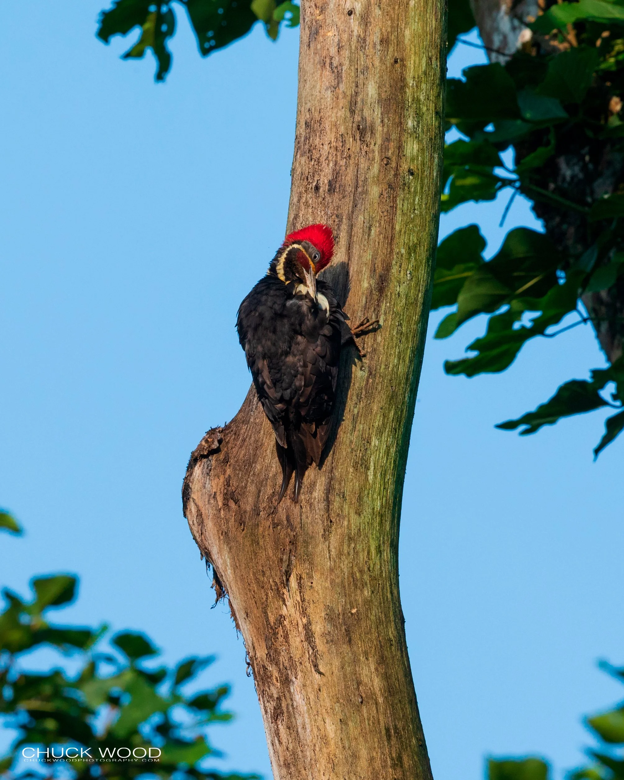  Rancho Naturalista, Costa Rica 2020 