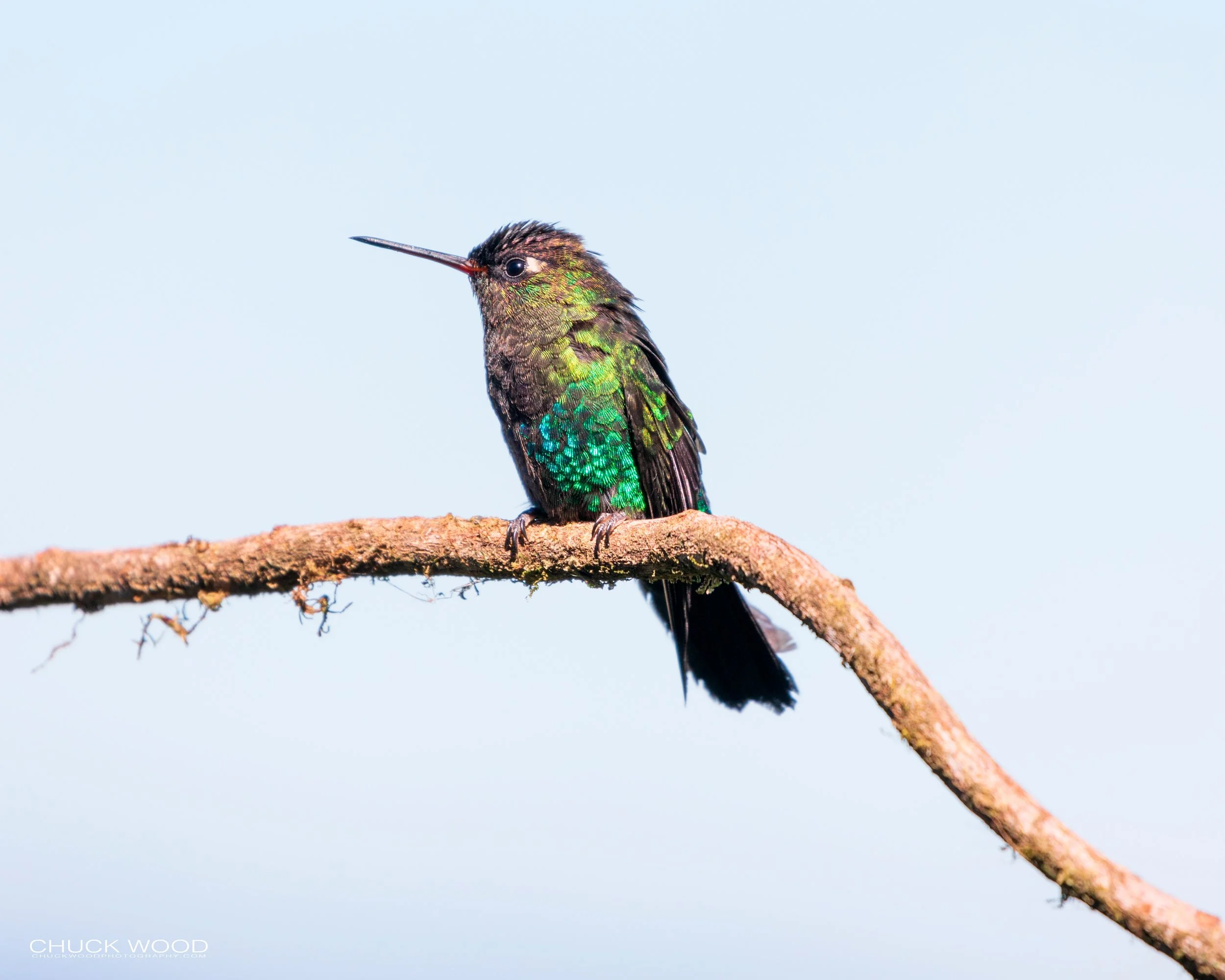  Paraiso Quetzal, Costa Rica 2020 