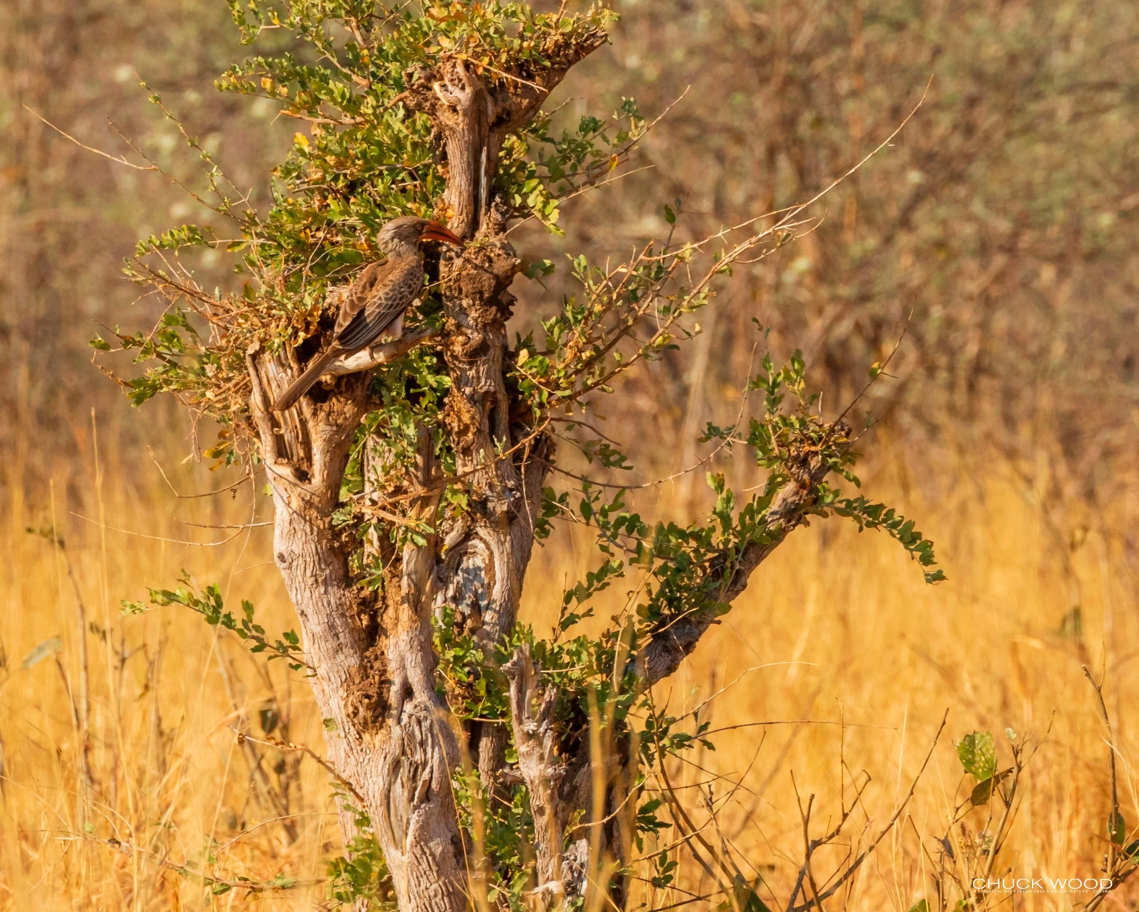  Hwange, Zimbabwe 2019 