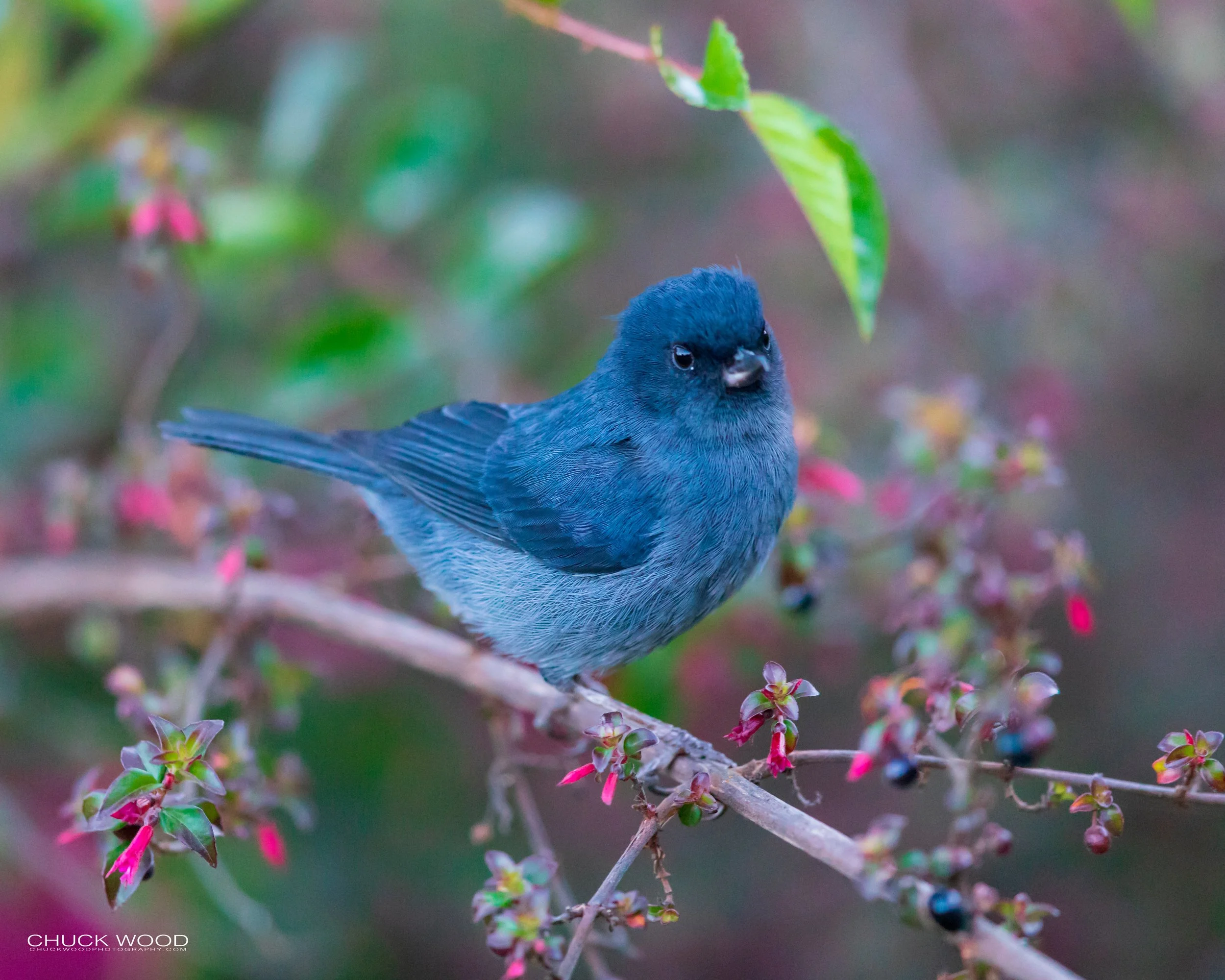  San Gerardo de Dota, Costa Rica 2020 