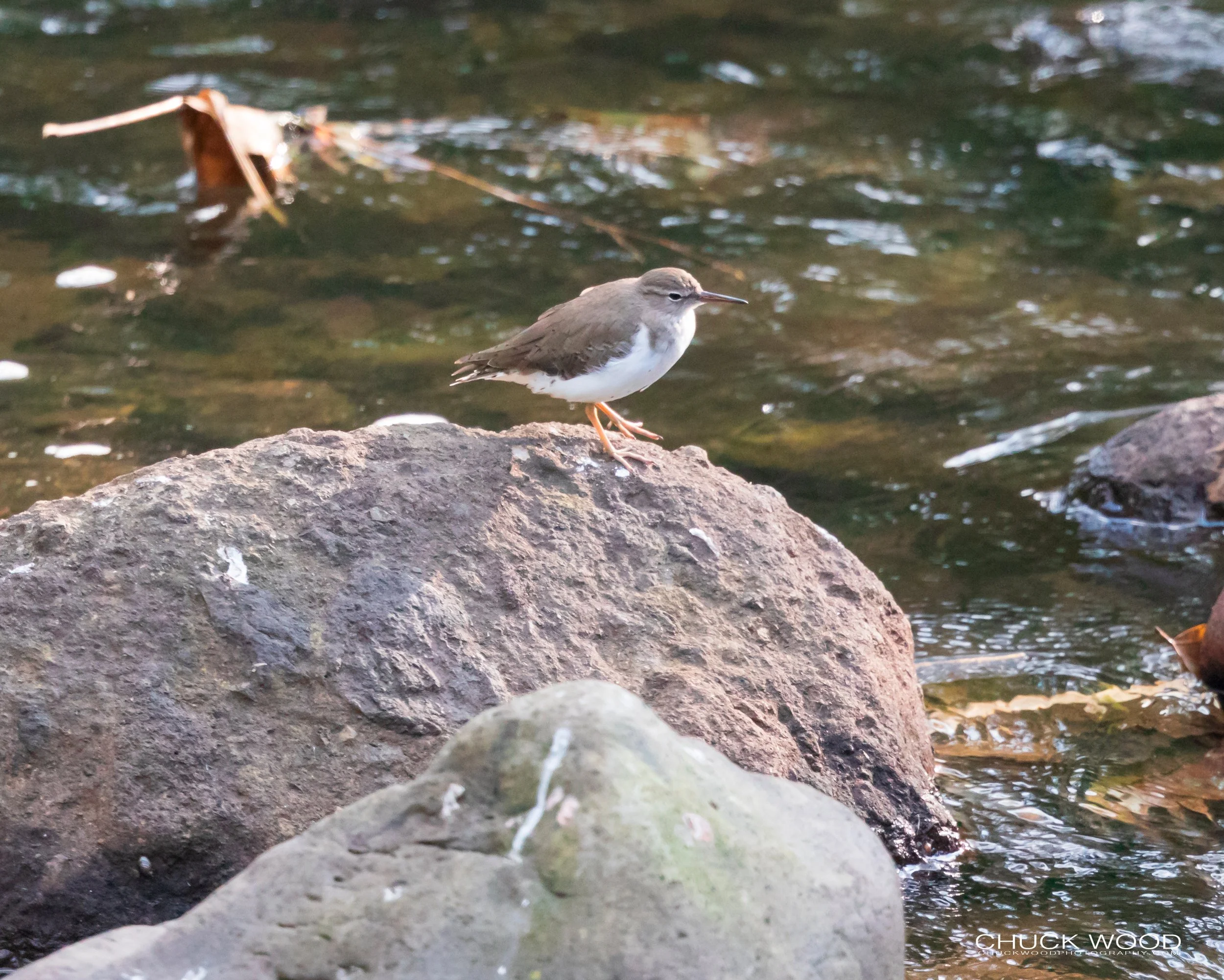   River Tuis Valley, Costa Rica 2020 