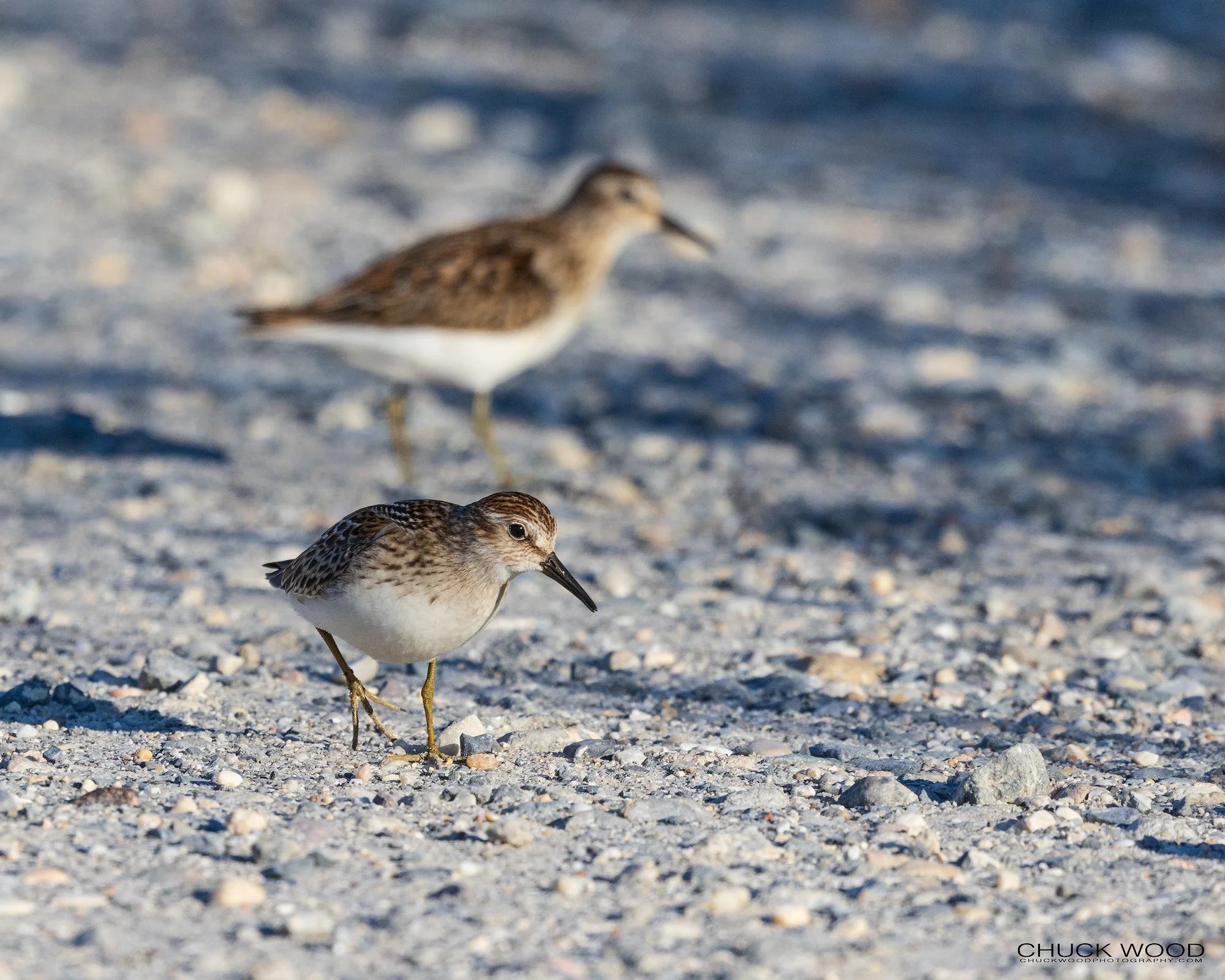  Forsythe NWR, NJ 2021 