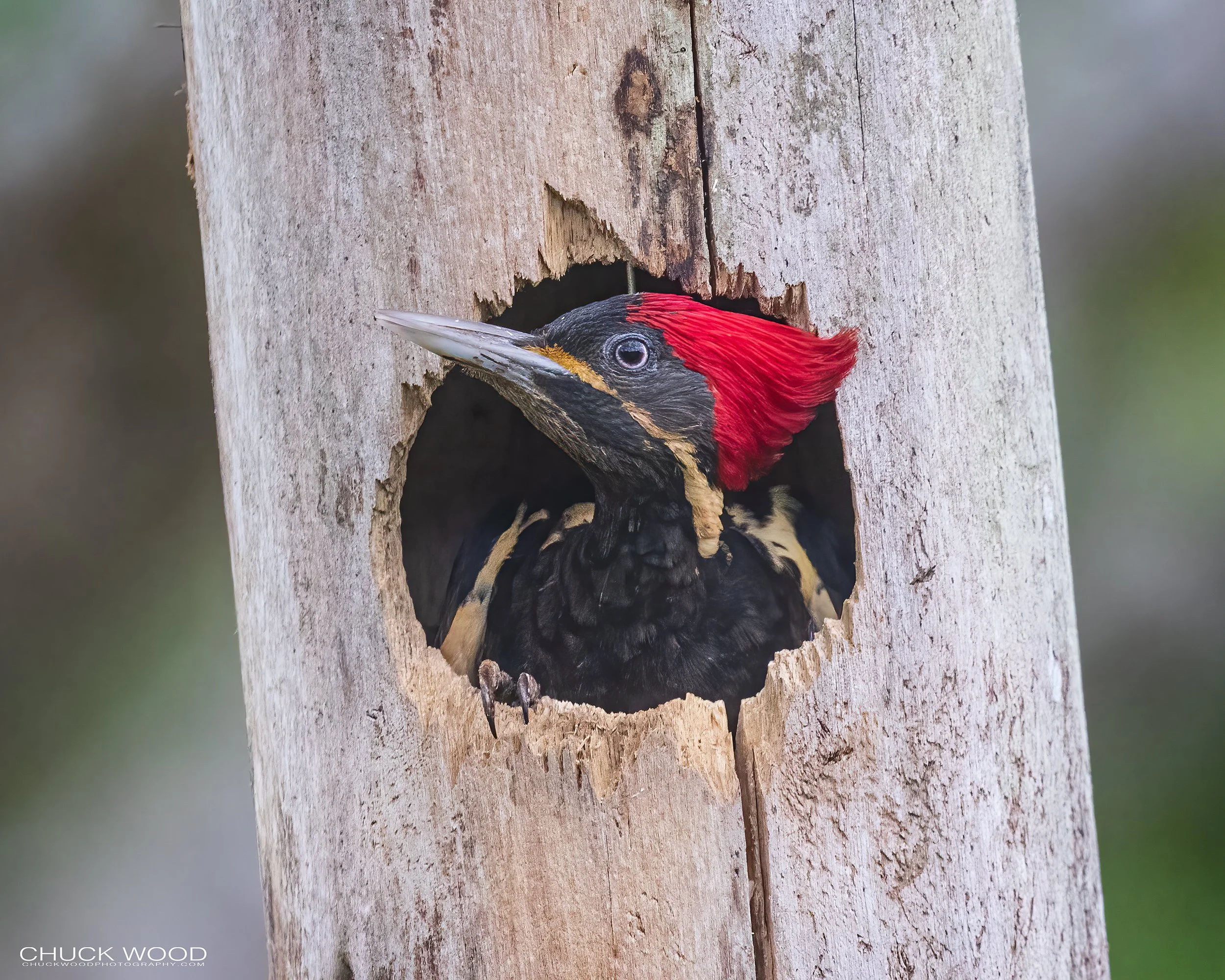  Macaw Lodge, Costa Rica 2023 