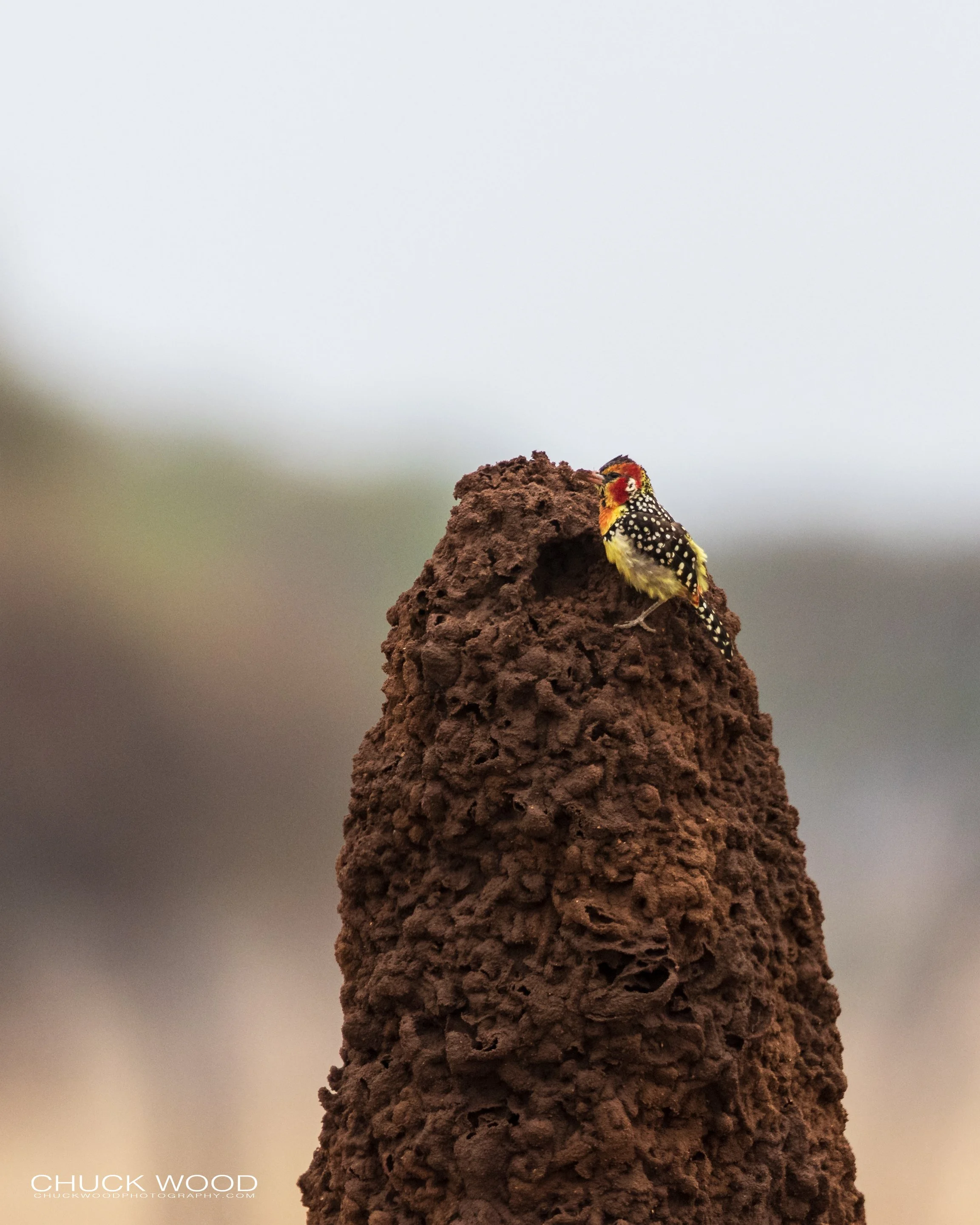  Tarangire, Tanzania 2021 