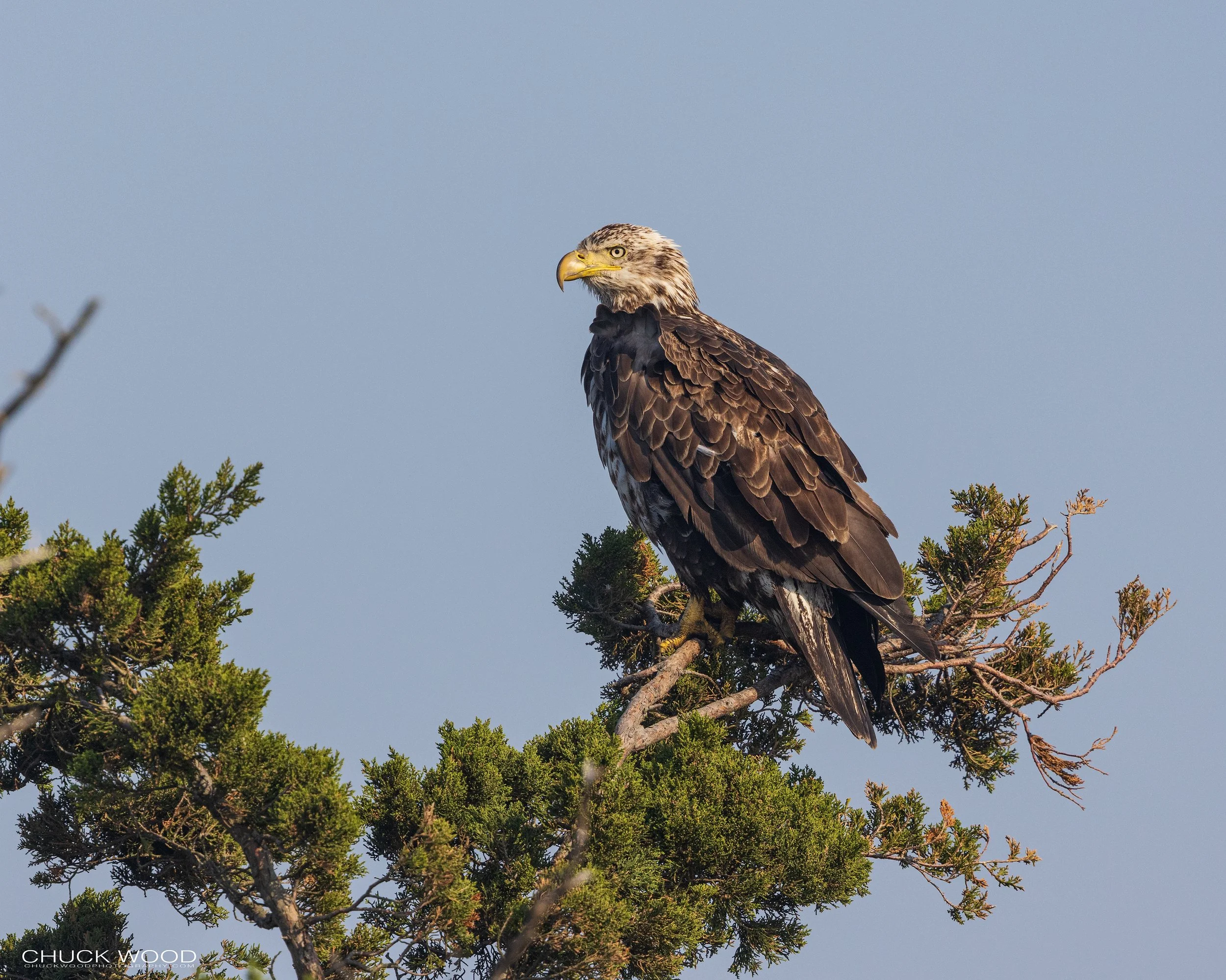  Forsythe NWR, NJ 2022 