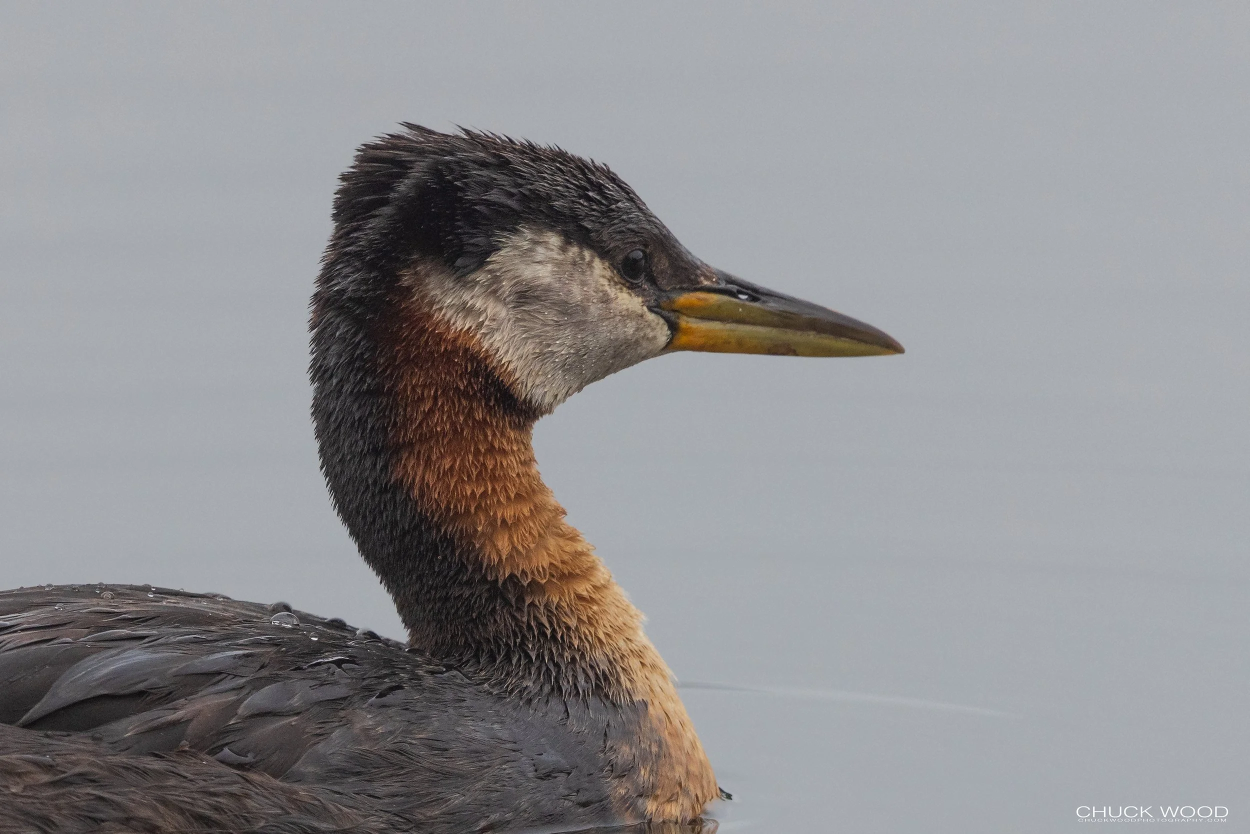  Westchester Lagoon Anchorage, AK 2022 