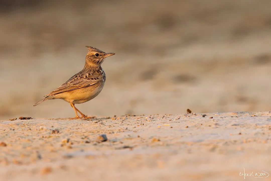  Chandu Canal, India 2025 