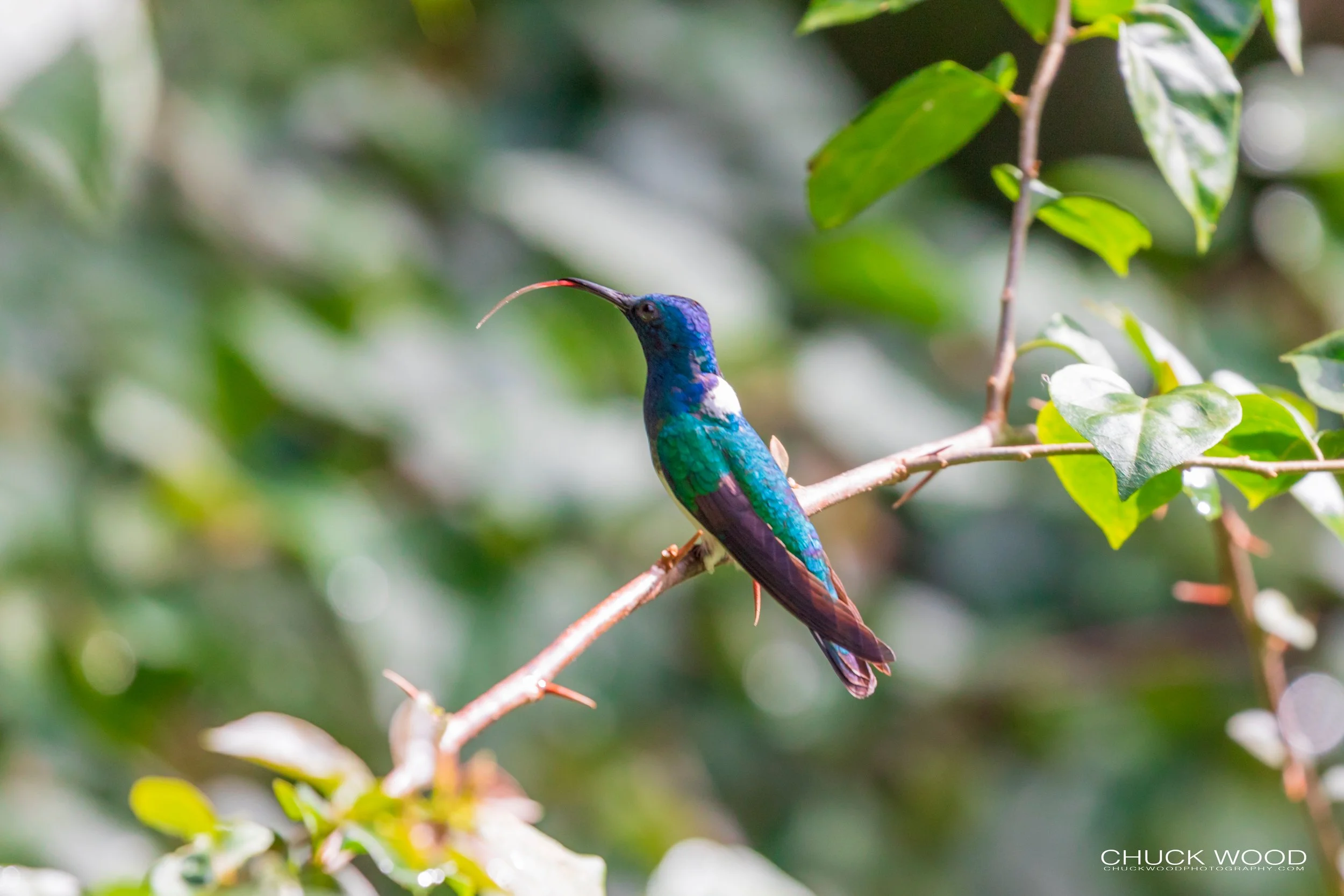  Rancho Naturalista, Costa Rica 2020 