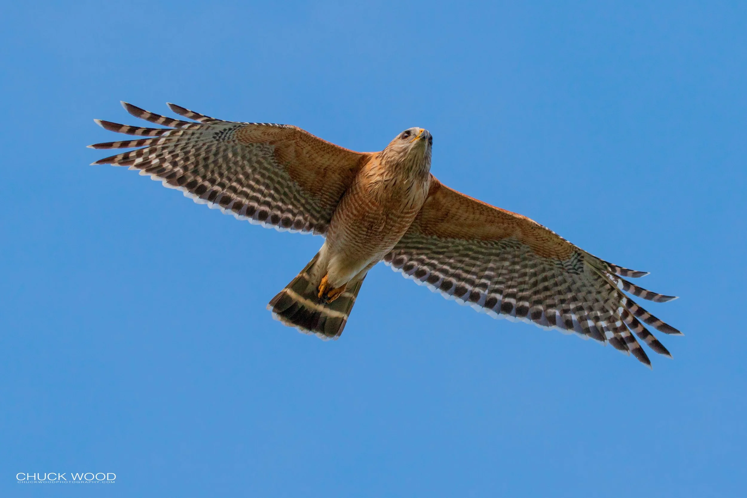  Viera Wetlands, FL 2020 