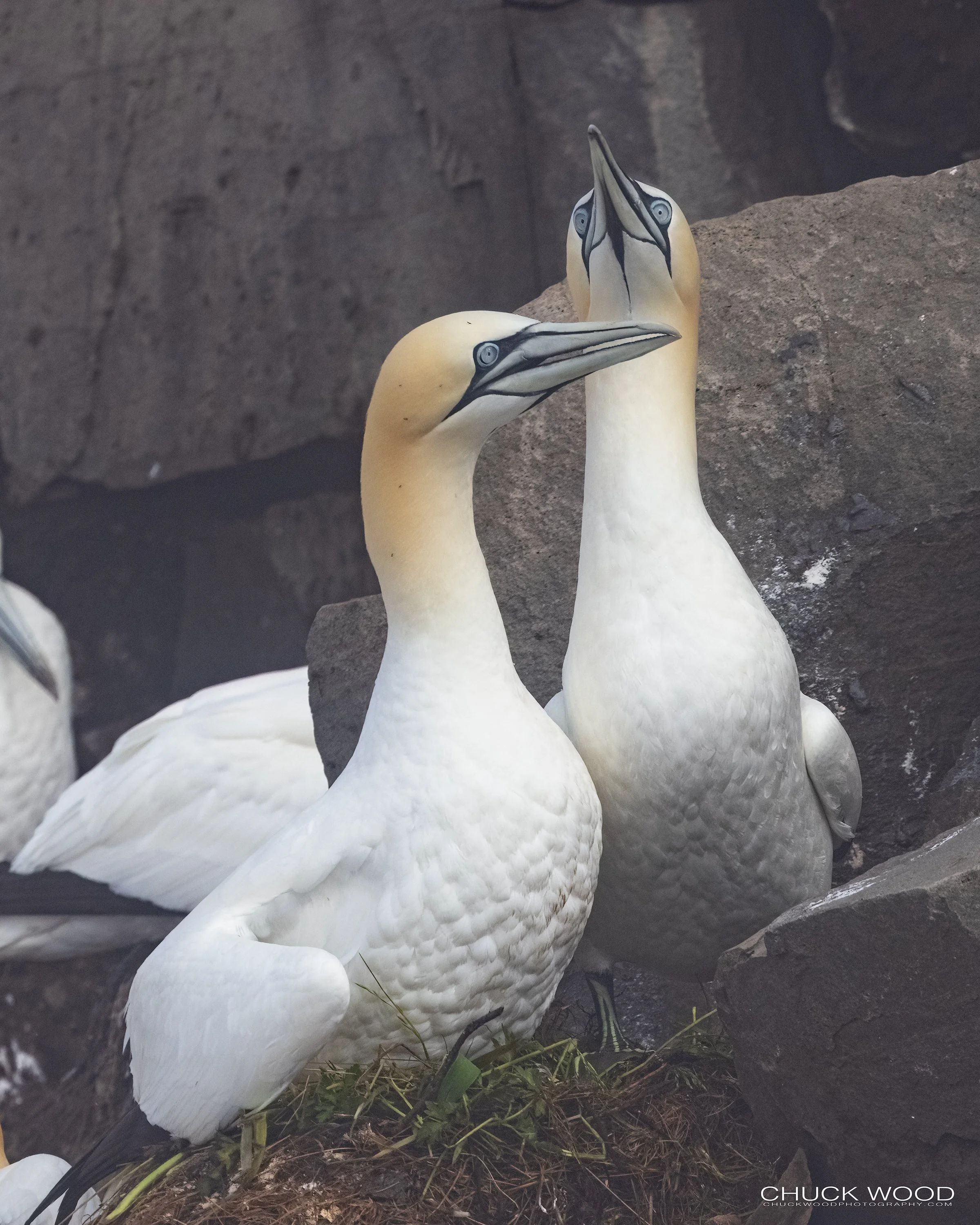  Cape St. Marys, NL 2022 