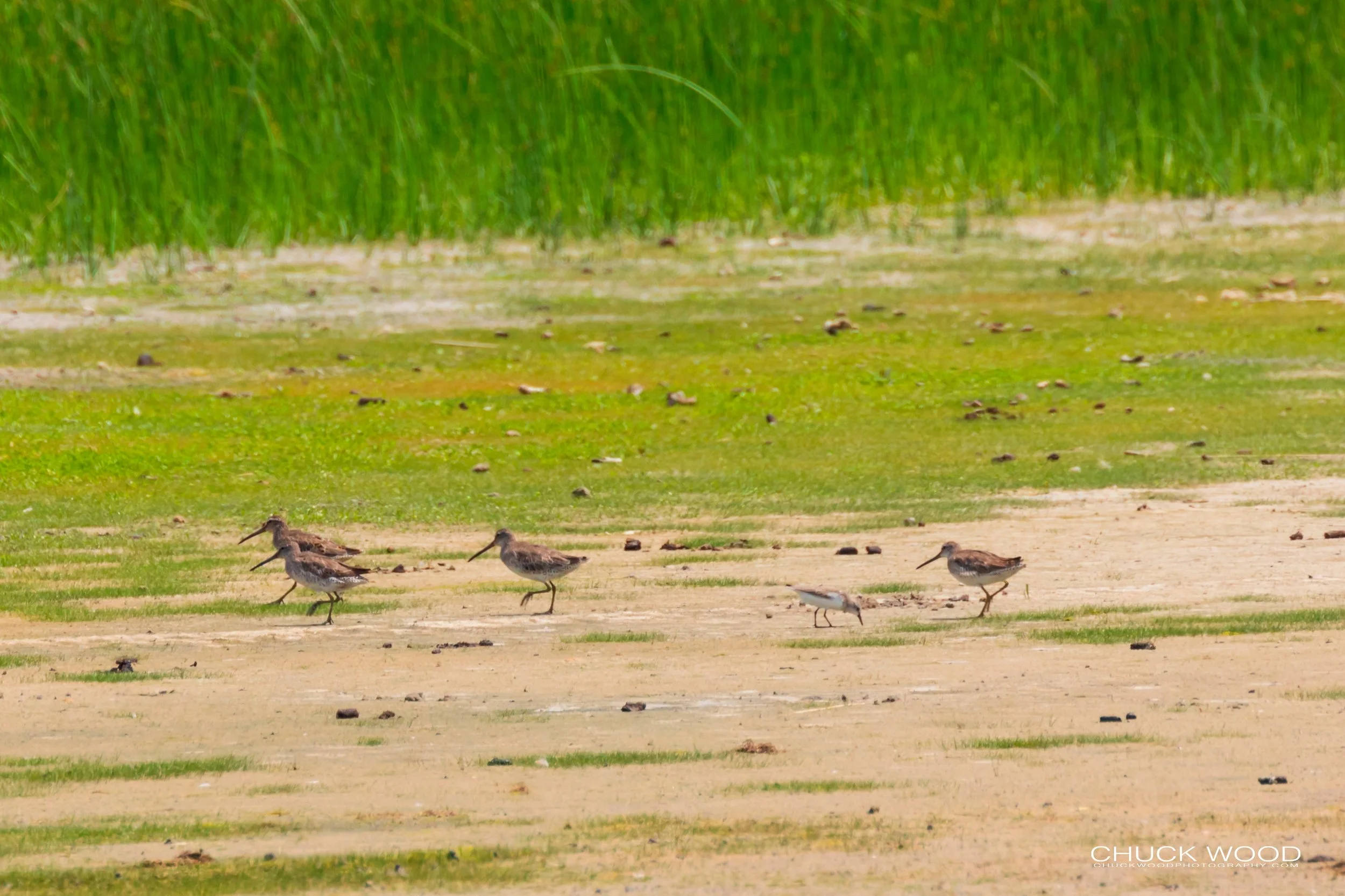  Pea Island NWR, NC 2019 