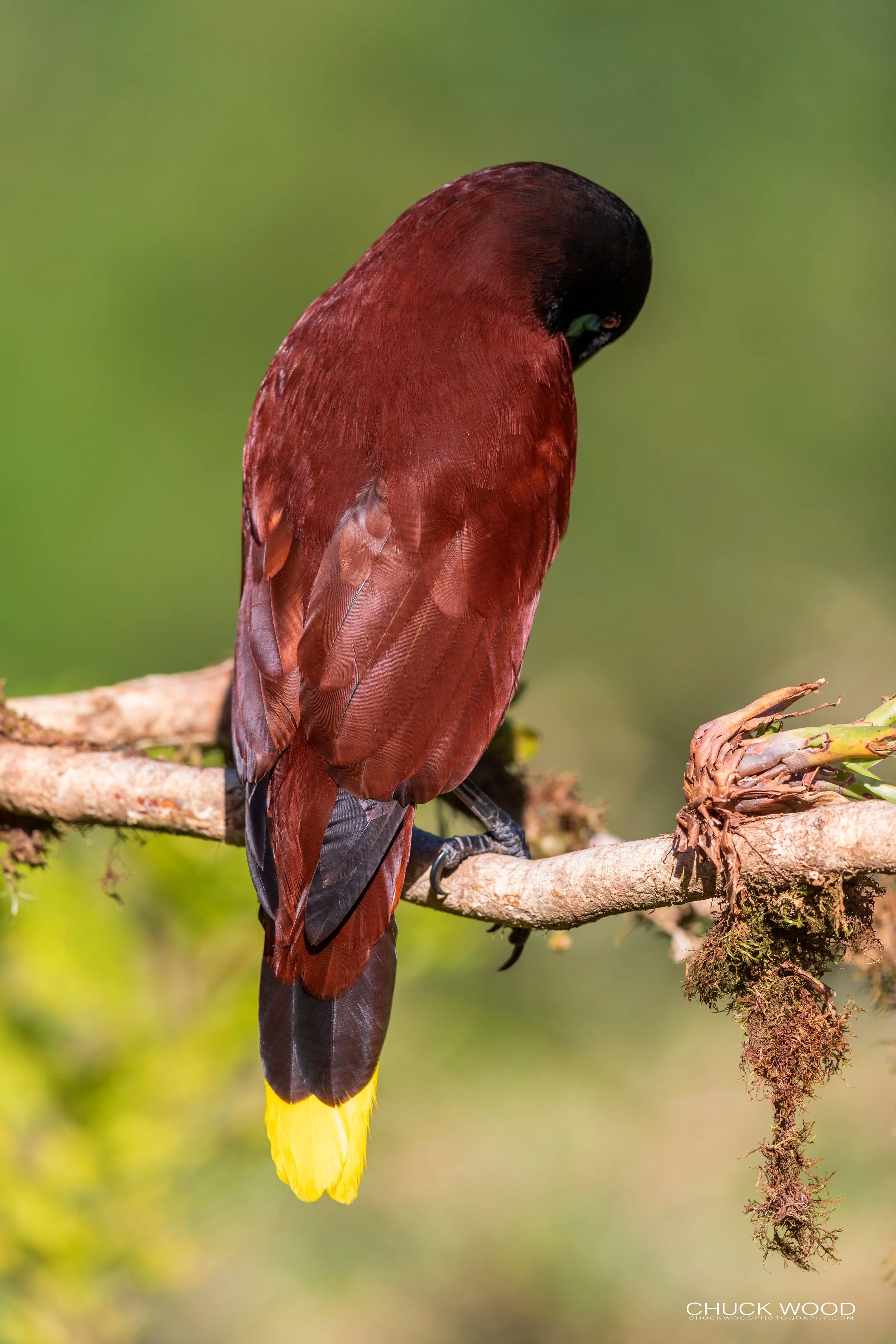 Rancho Naturalista, Costa Rica 2020 