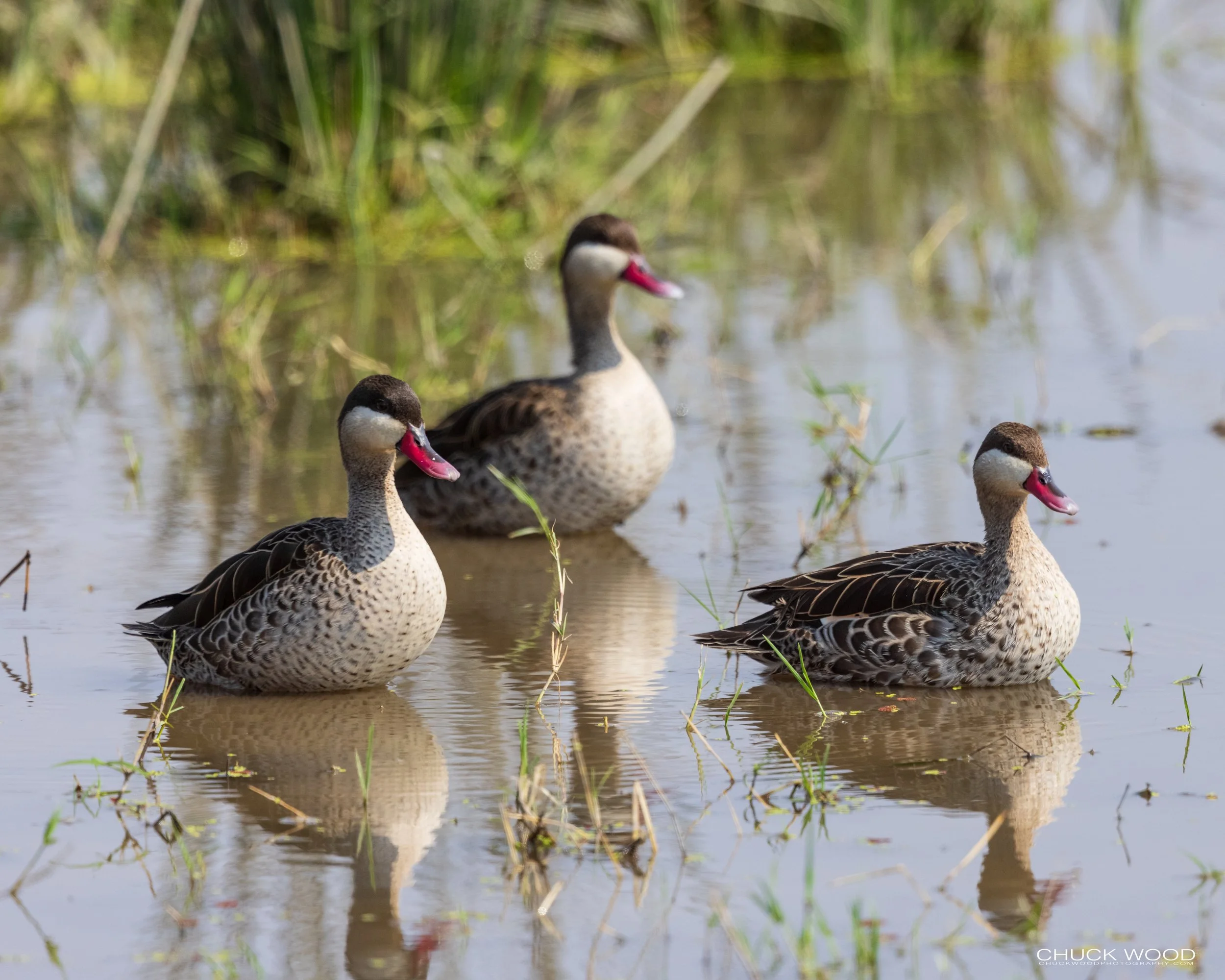  Ngorongoro Crater, Tanzania 2021 