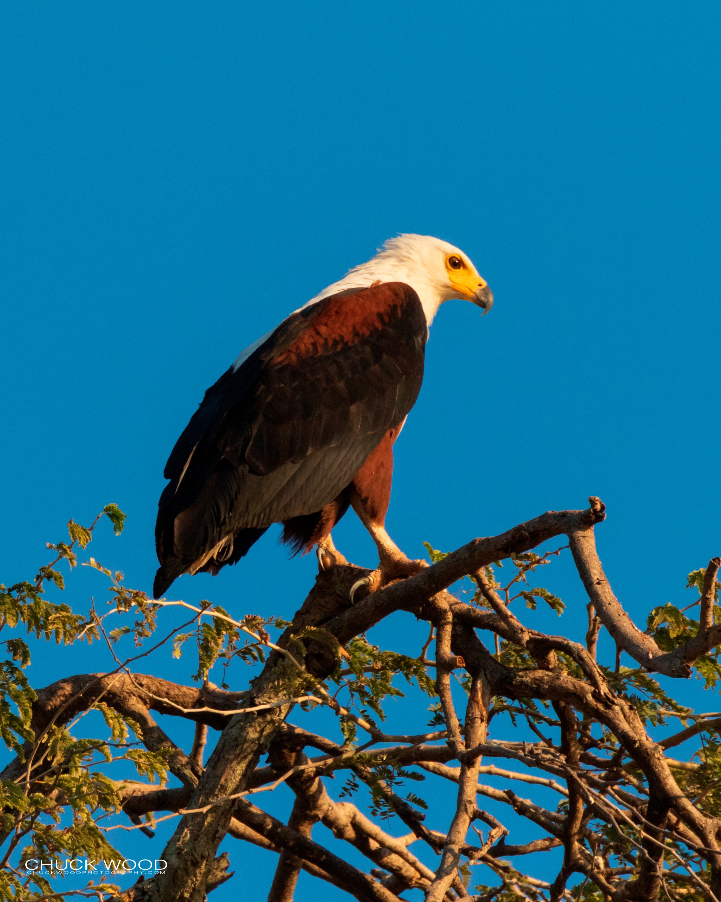  Lake Kariba, Zimbabwe 2019 