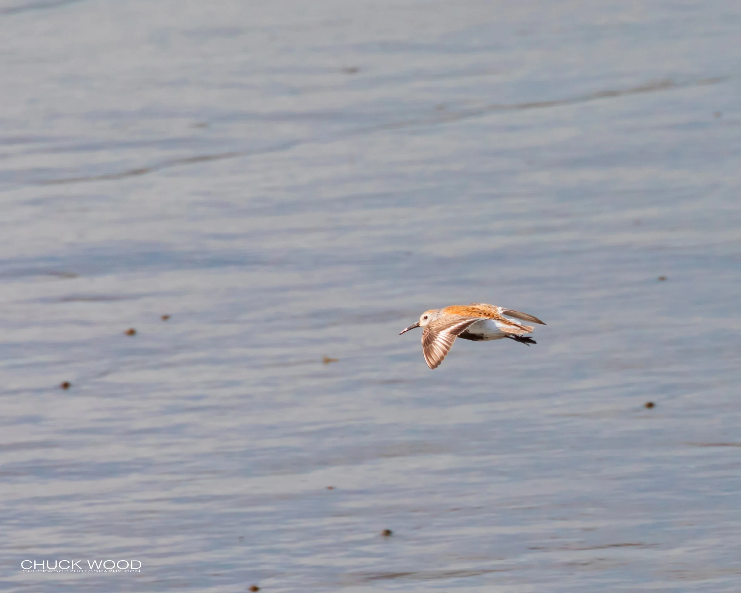  Forsythe NWR, NJ 2019 