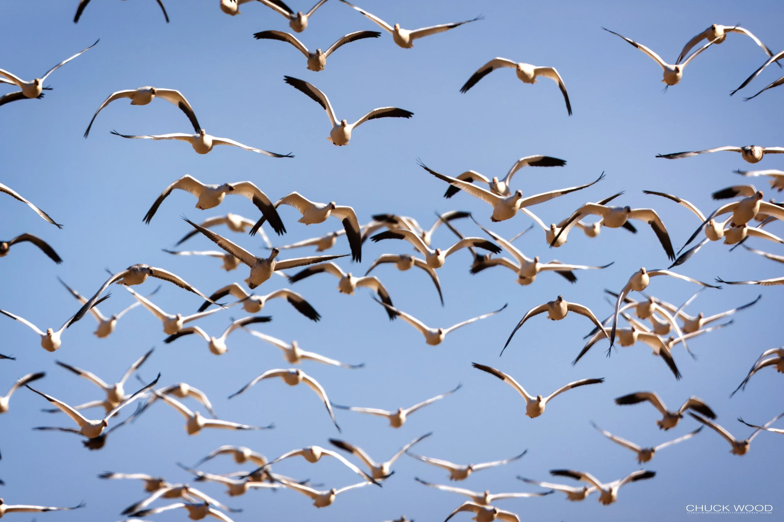  Bosque del Apache, NM 2021 