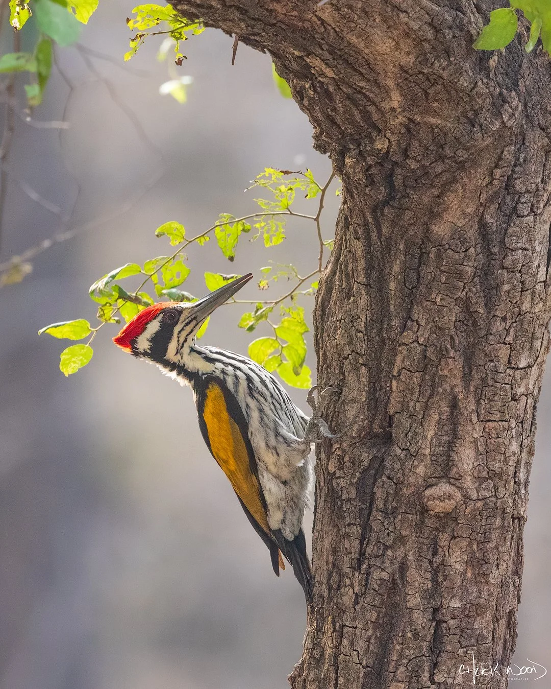  Ranthambore, India 2025 