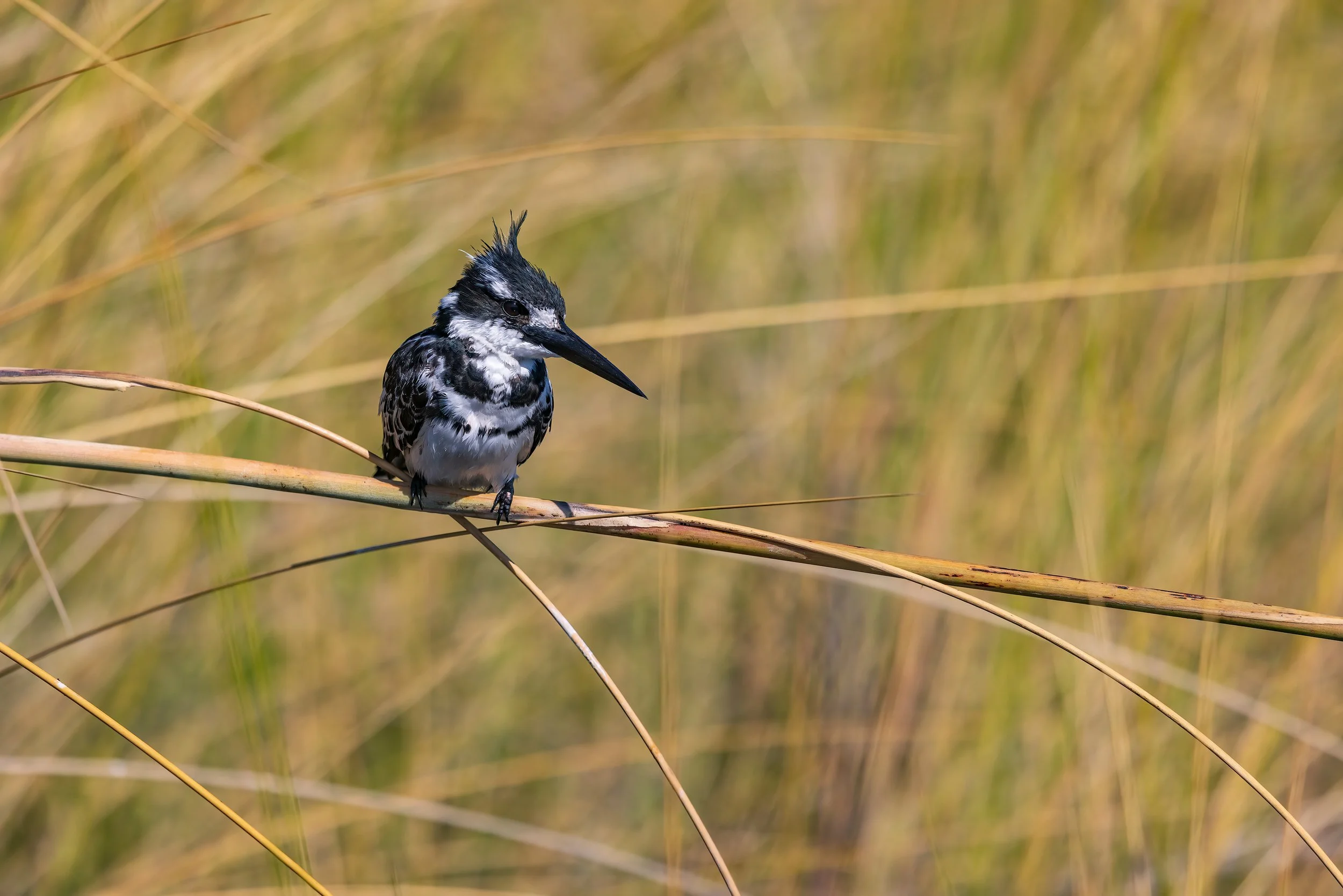  Moremi, Botswana 2023 