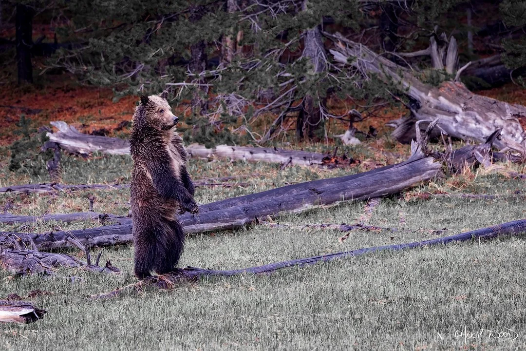 CW00440-Yellowstone-Grizzly-Cub-Standing-2025-1080-sig.jpg