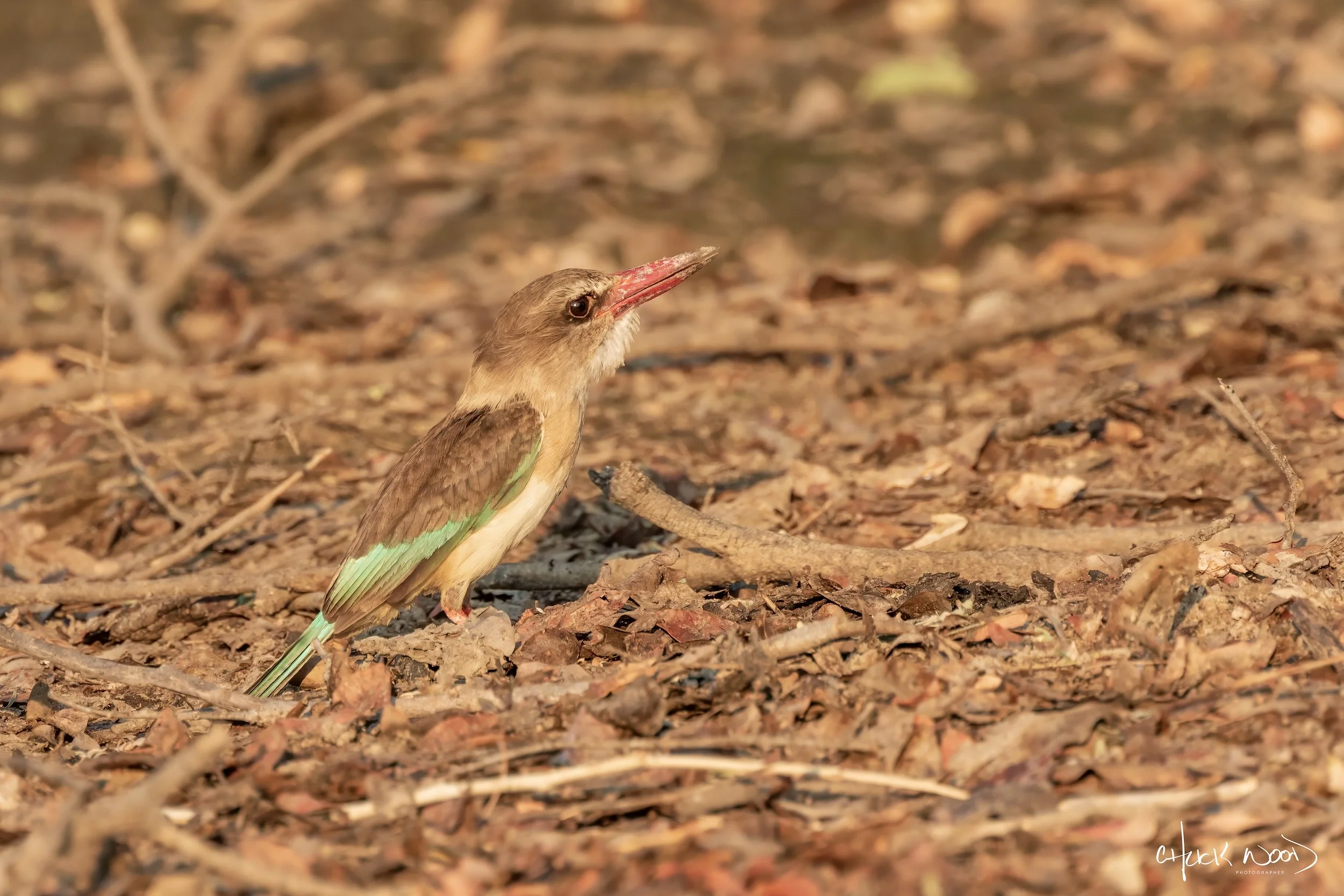  Mana Pools, Zimbabwe 2019 