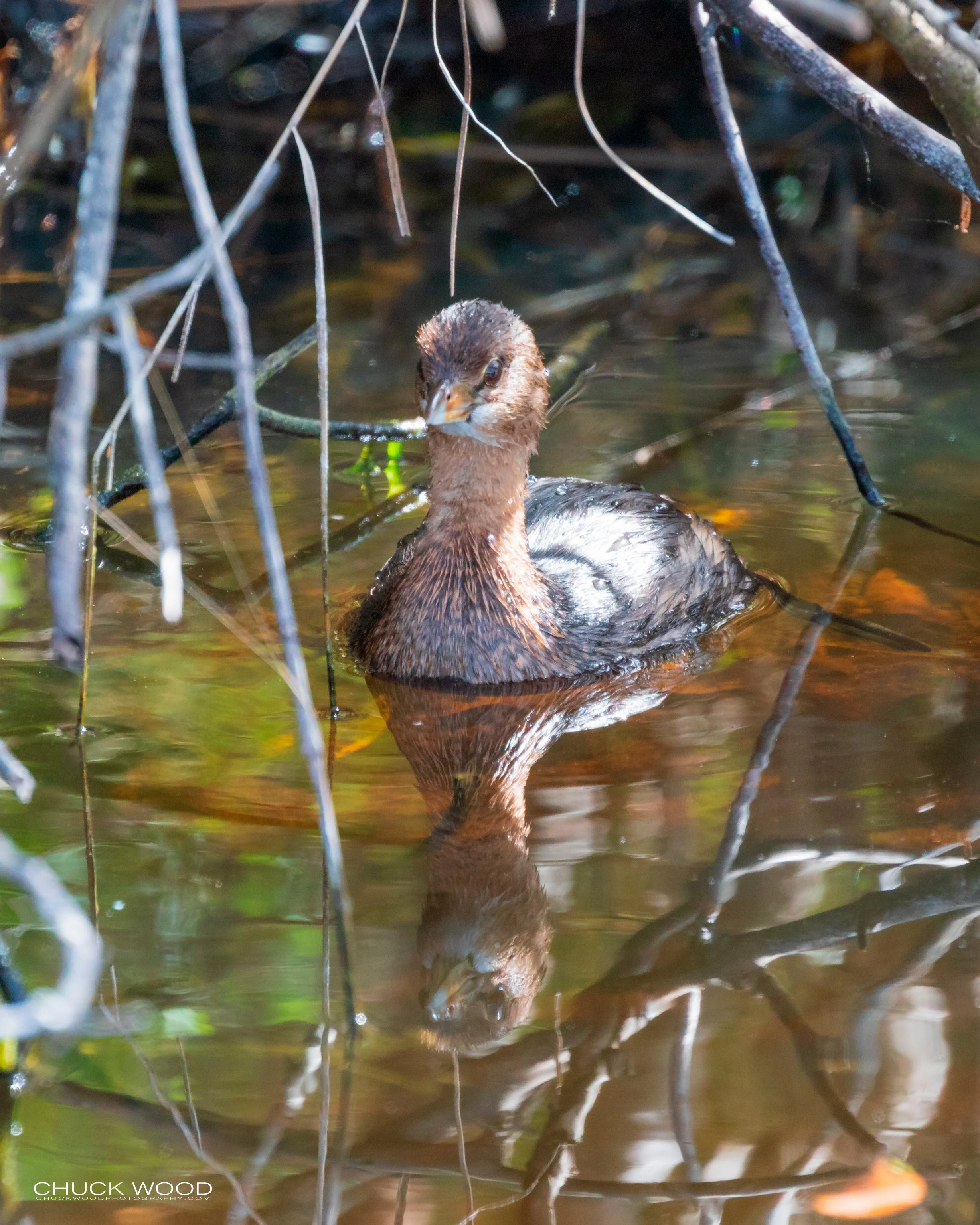  Merritt Island, FL 2020 