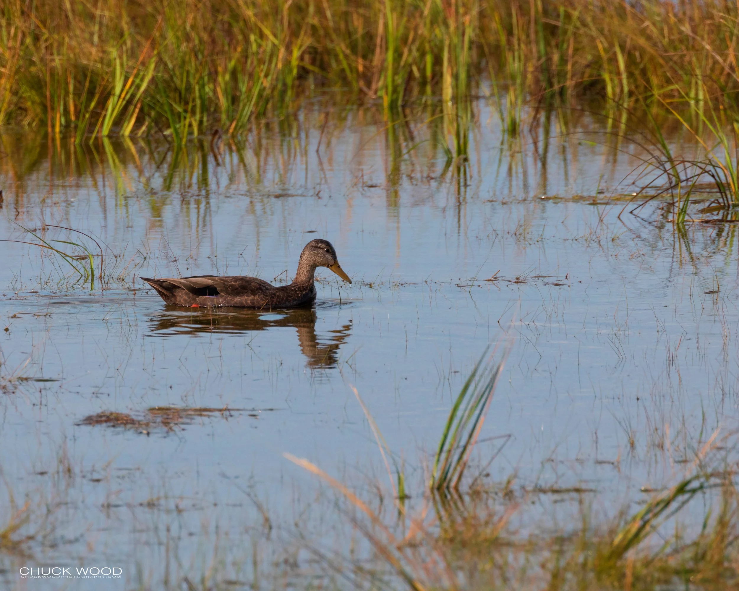  Forsythe NWR, NJ 2019 