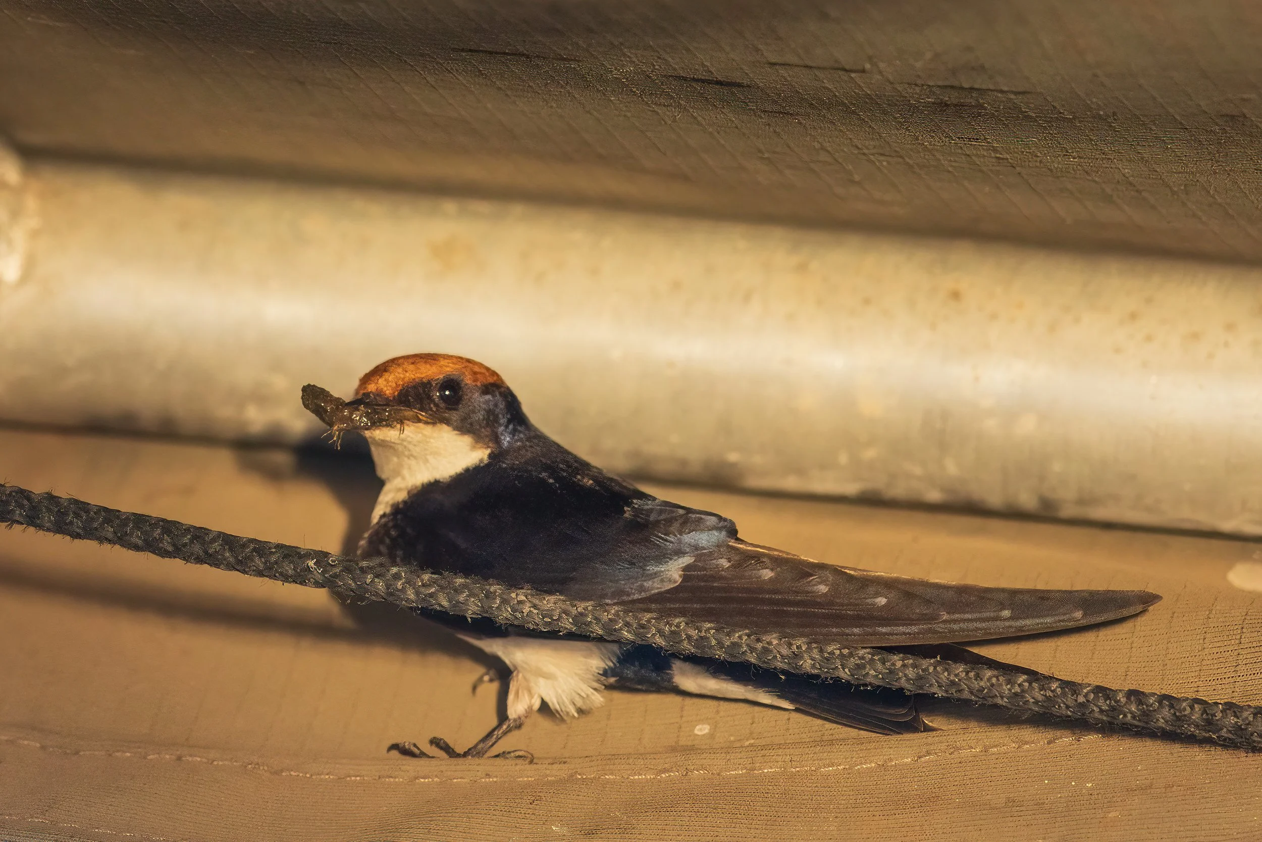  Chobe River, Botswana 2023 