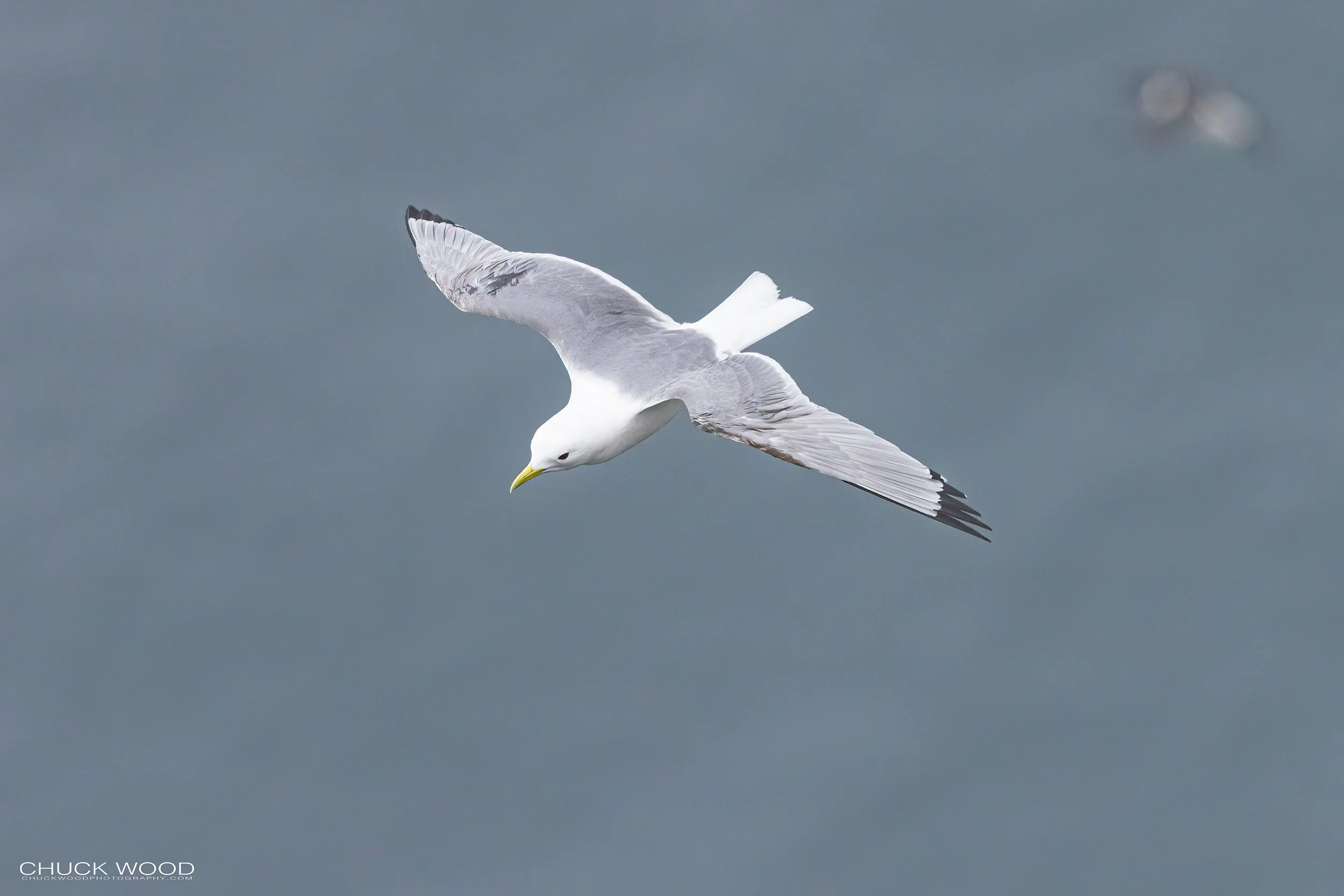  Cape St. Marys, NL 2022 