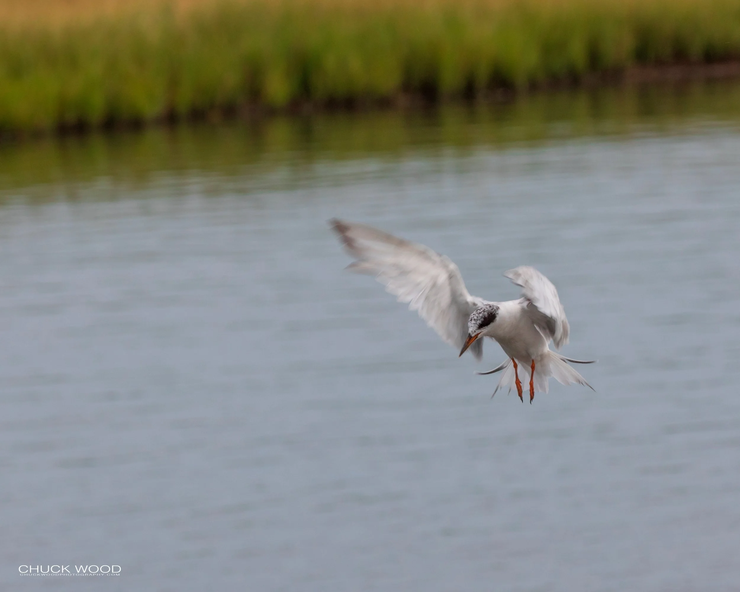  Forsythe NWR, NJ 2019 