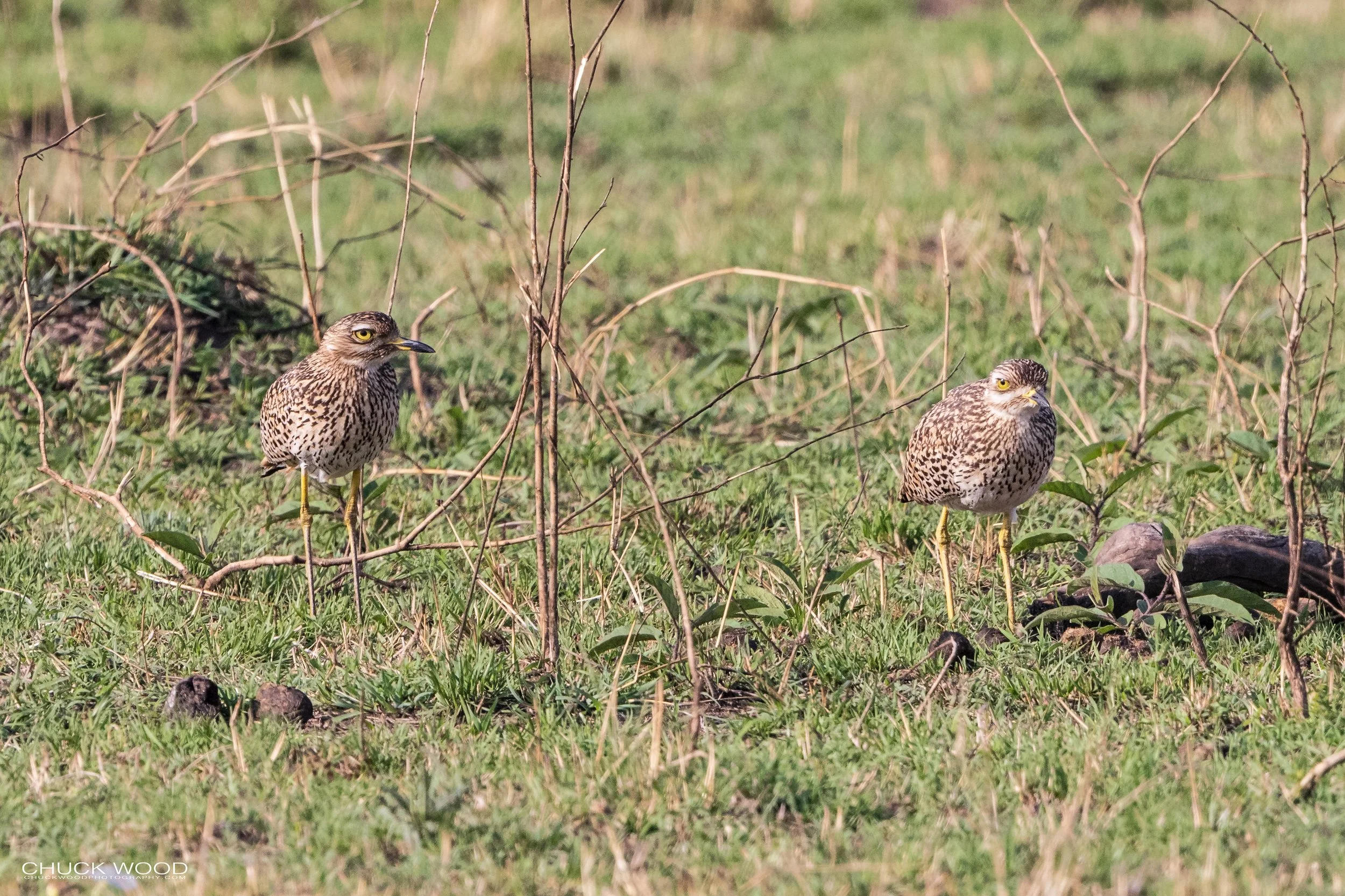  Serengeti, Tanzania 2021 