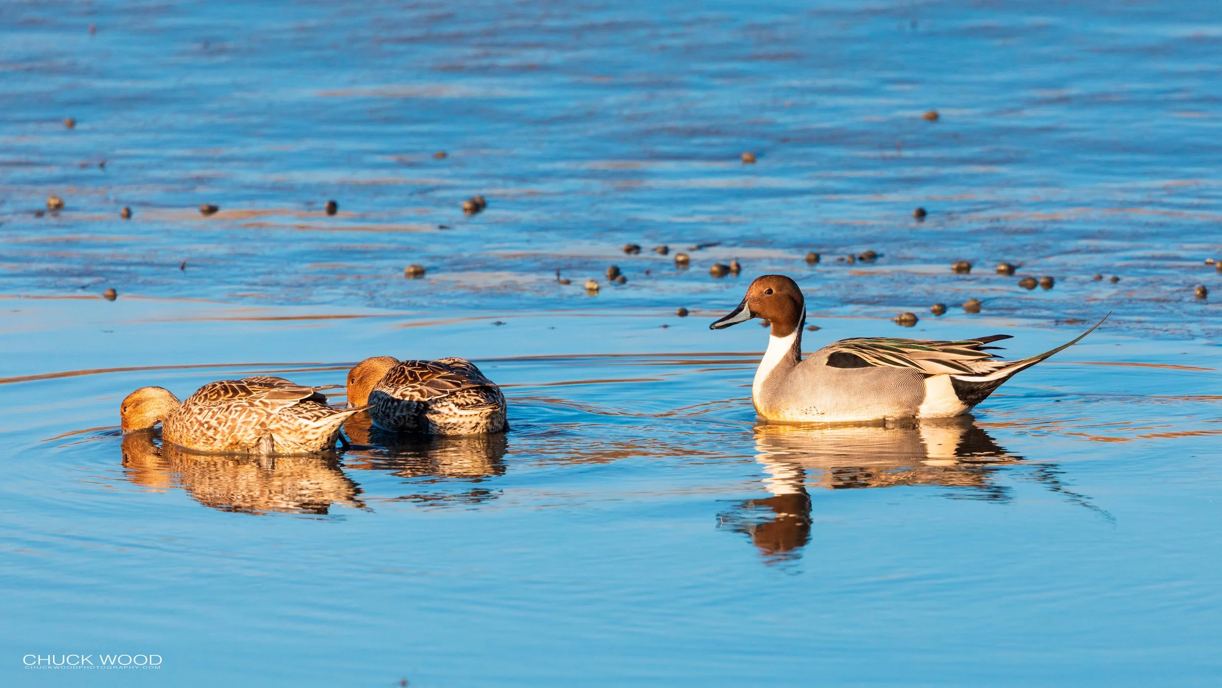  Forsythe NWR, NJ 2020 