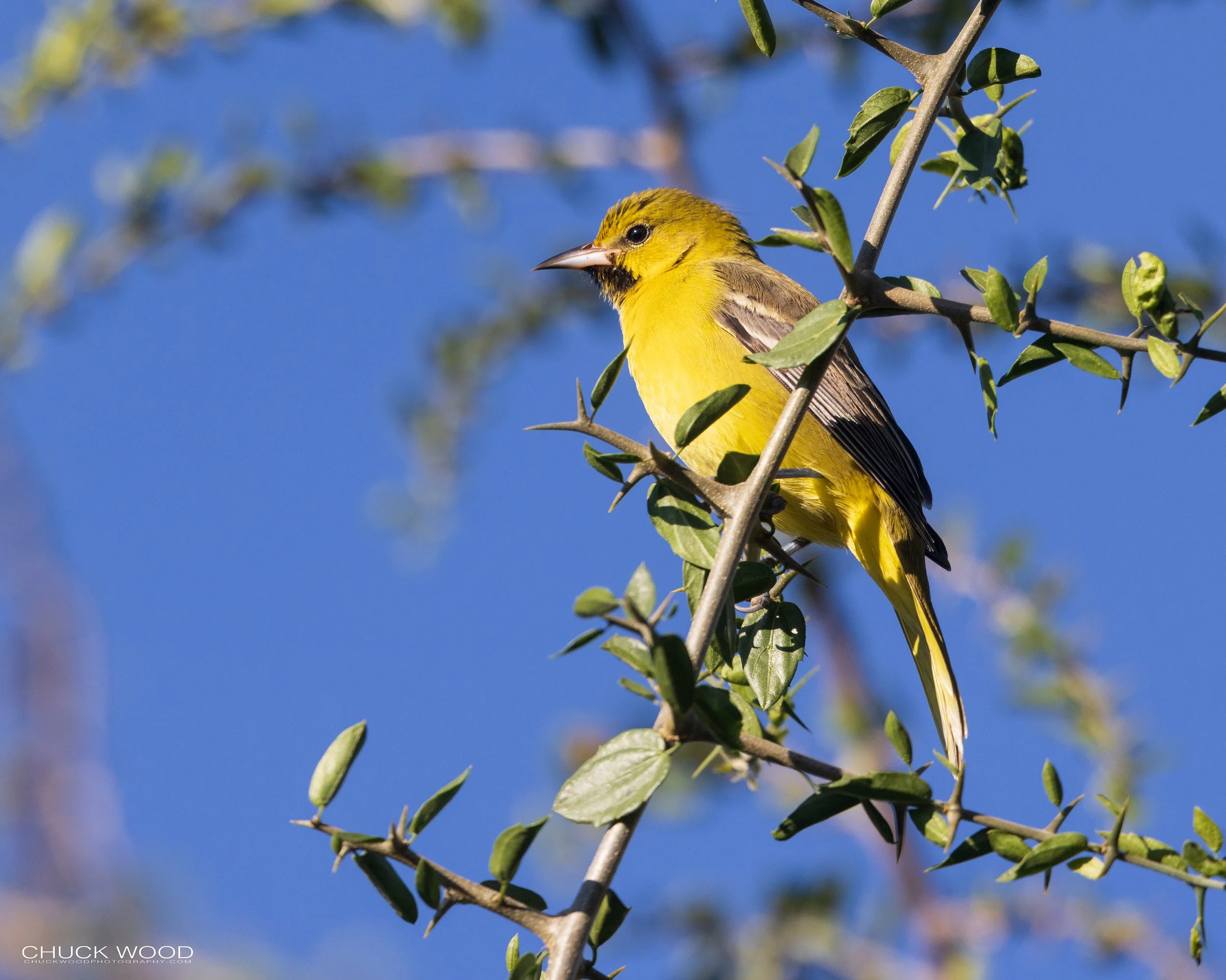  Teotitlan del Valle, MX 2022 