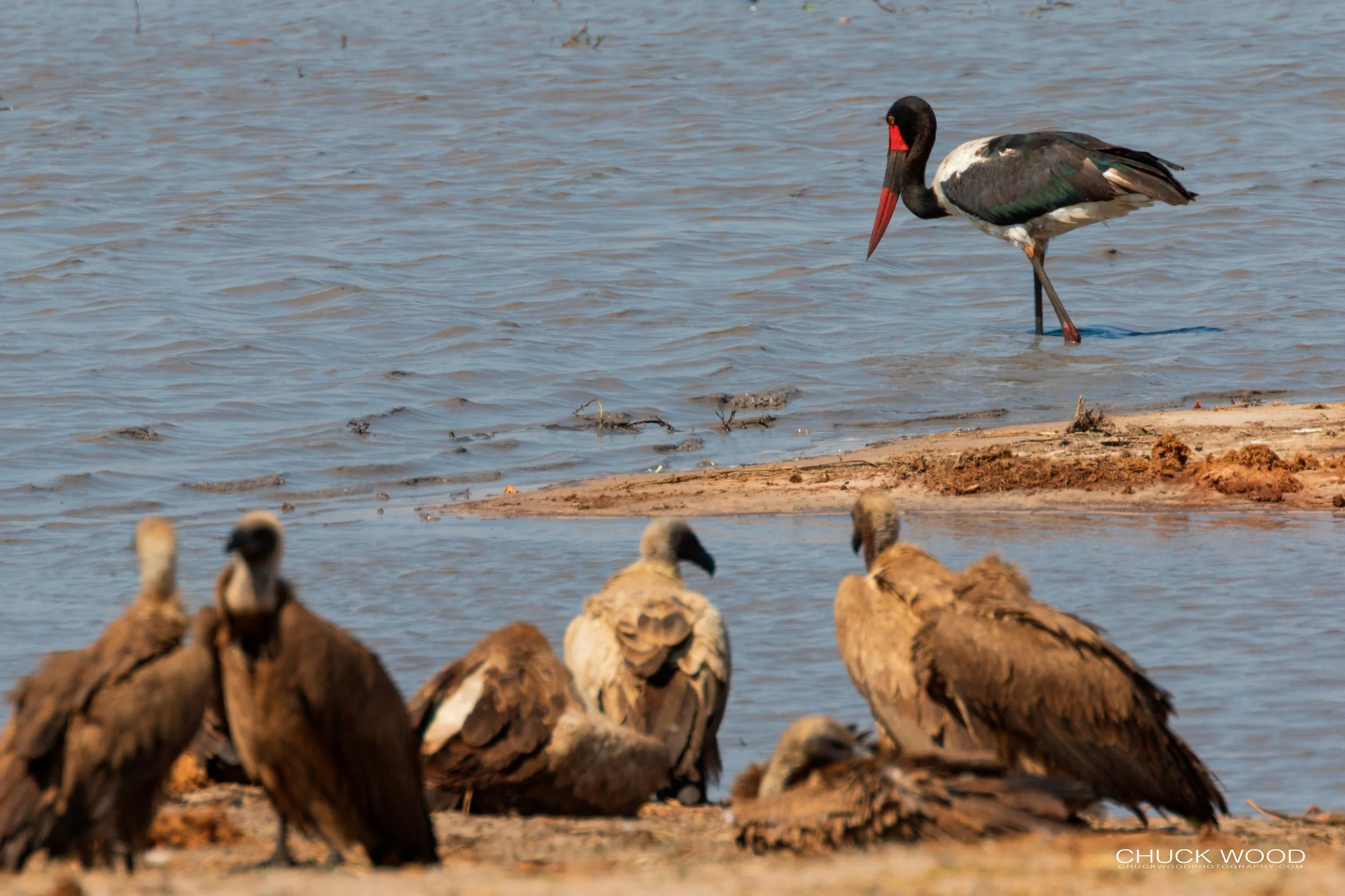  Hwange, Zimbabwe 2019 
