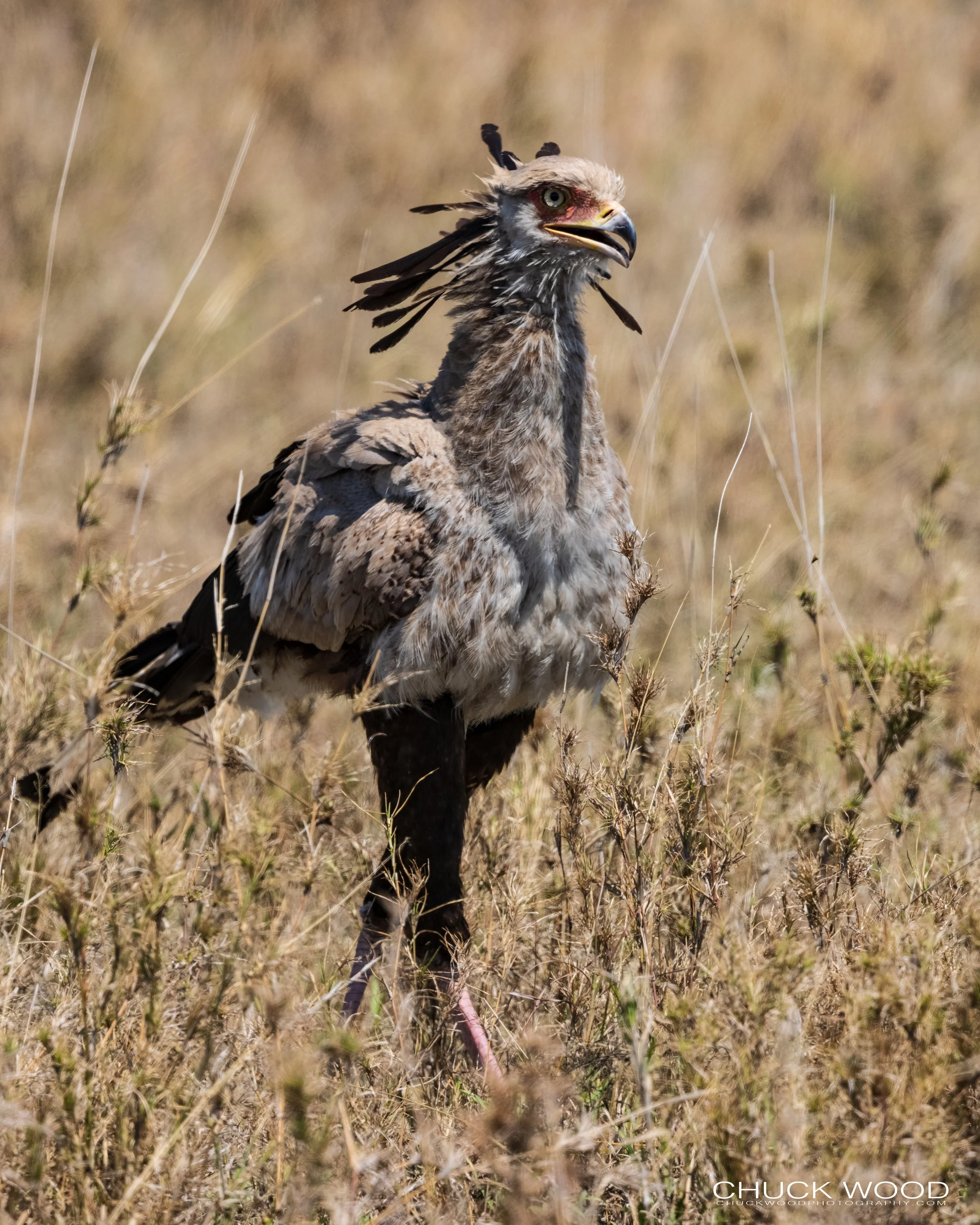   Serengeti, Tanzania 2021 