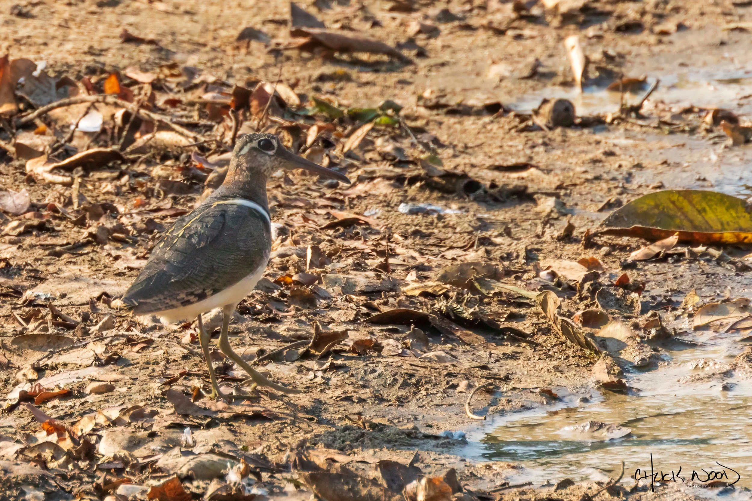  Mana Pools, Zimbabwe 2019 