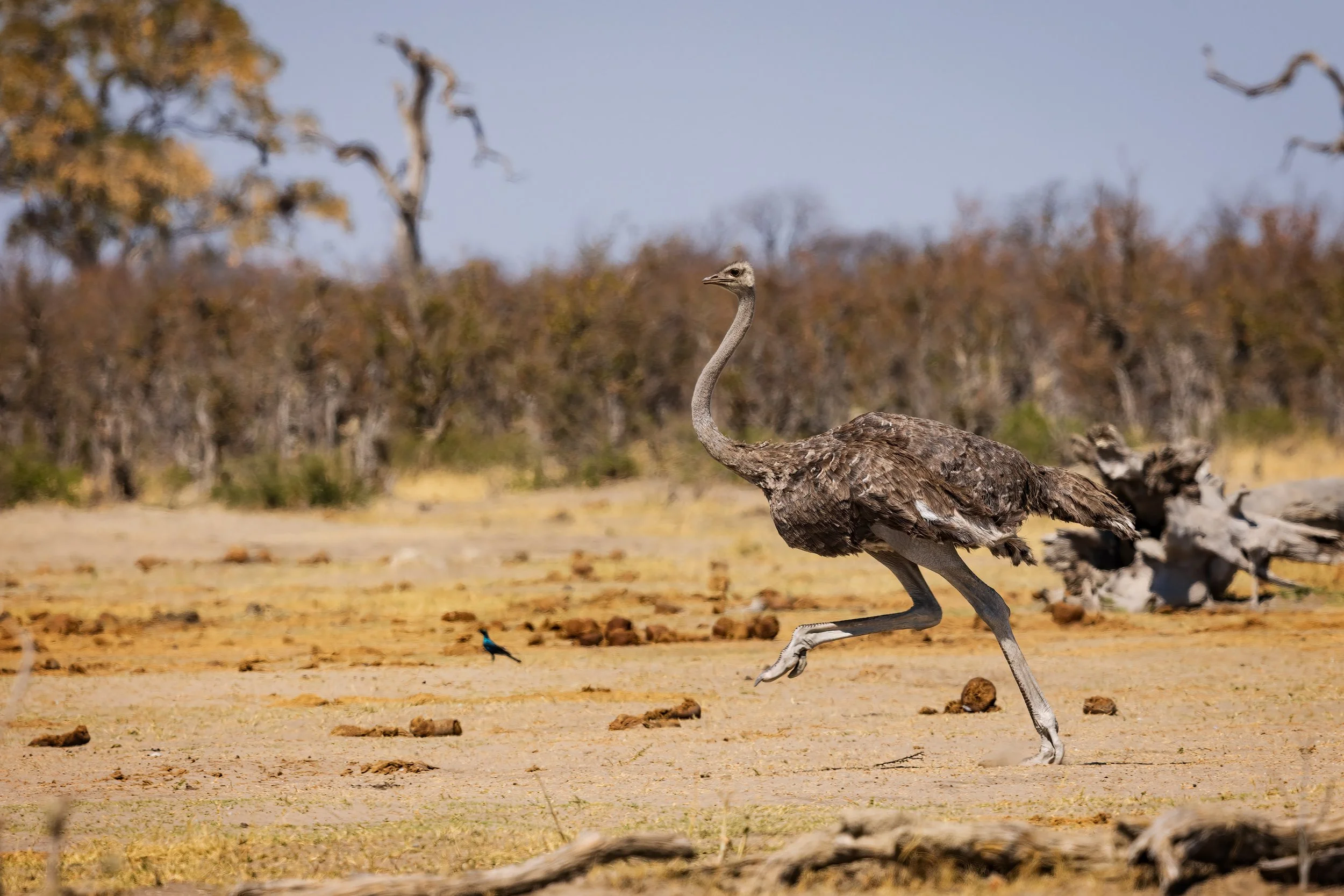  Savuti, Botswana 2023 