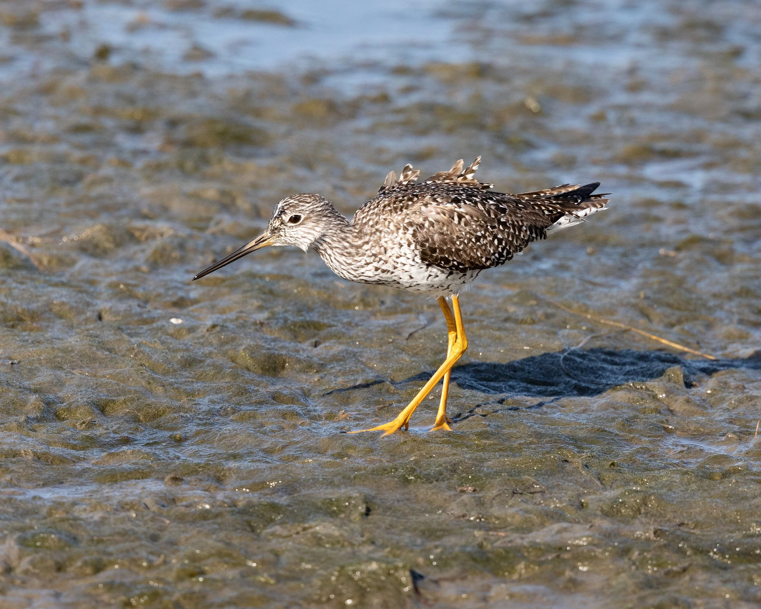  Forsythe NWR, NJ 2020 