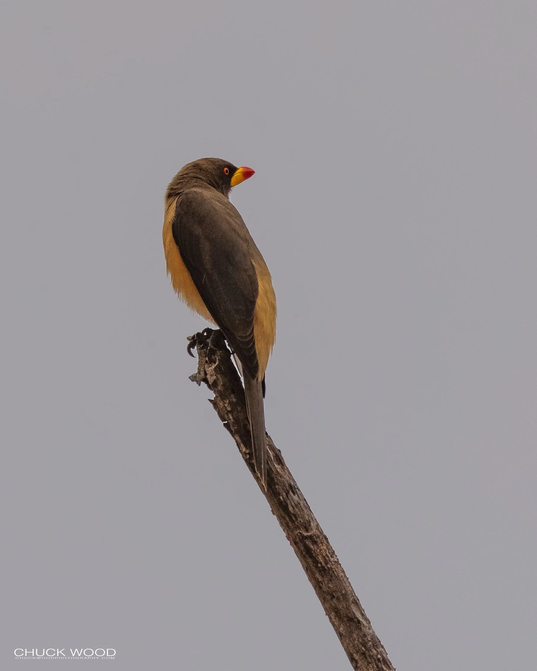  Tarangire, Tanzania 2021 