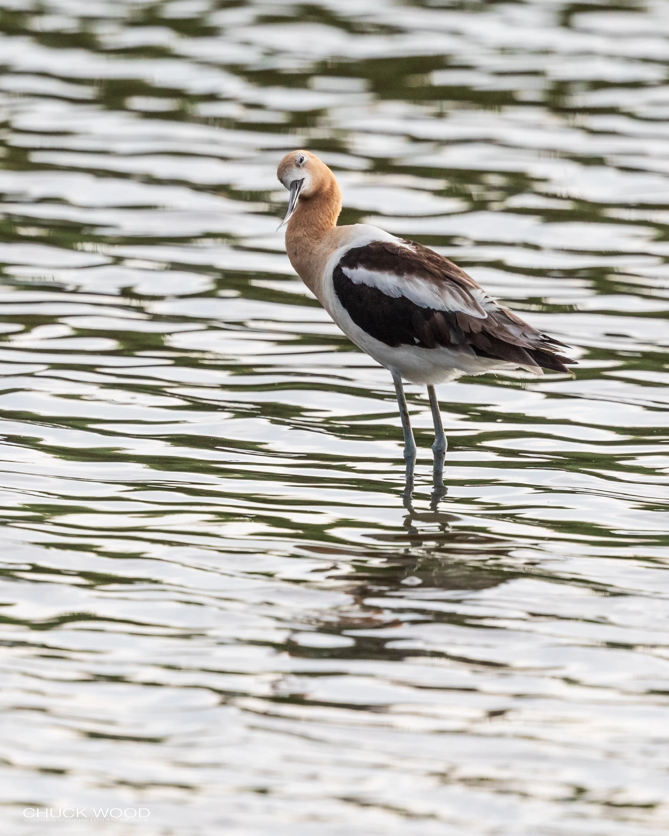  Forsythe NWR, NJ 2020 