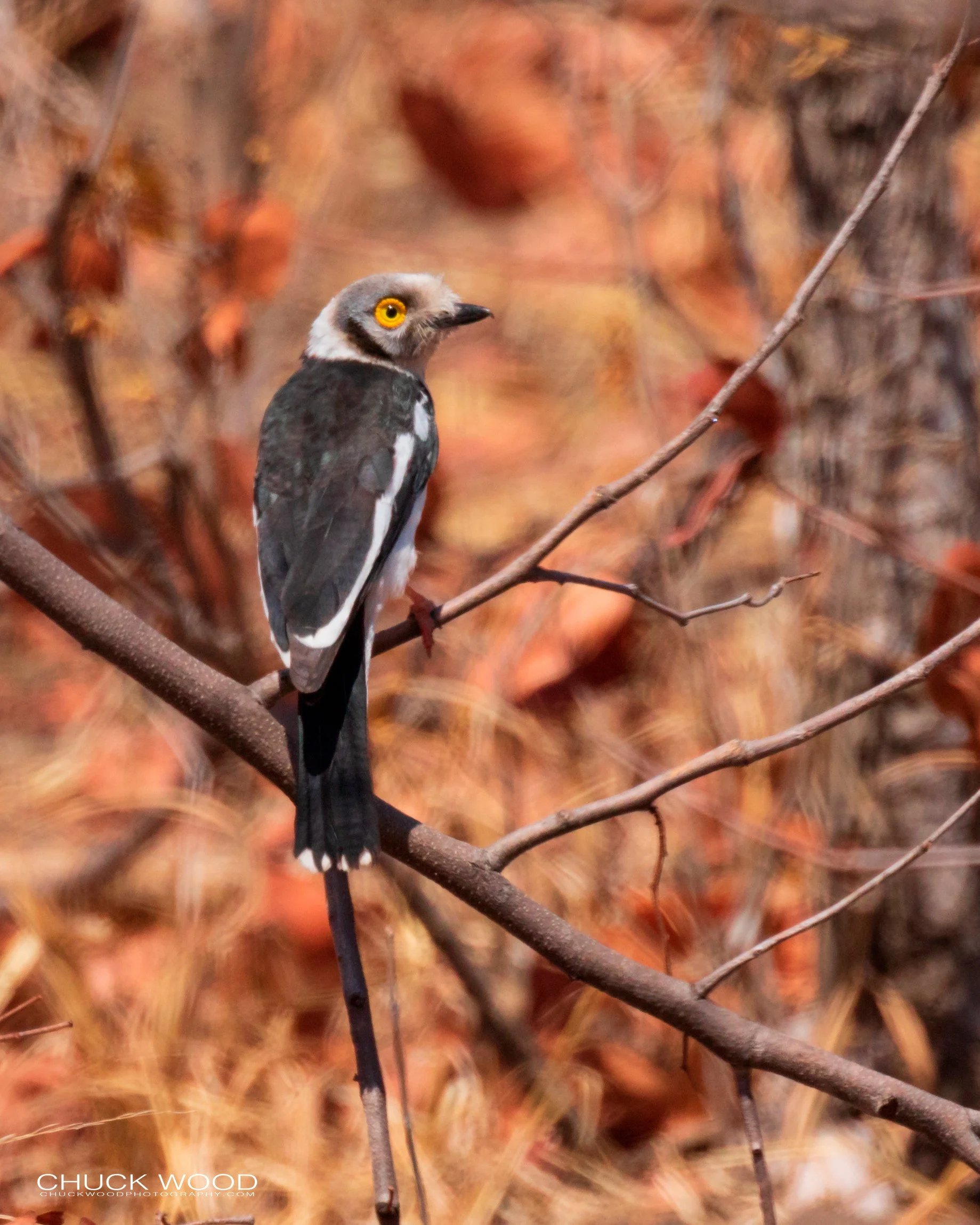  Hwange, Zimbabwe 2019 