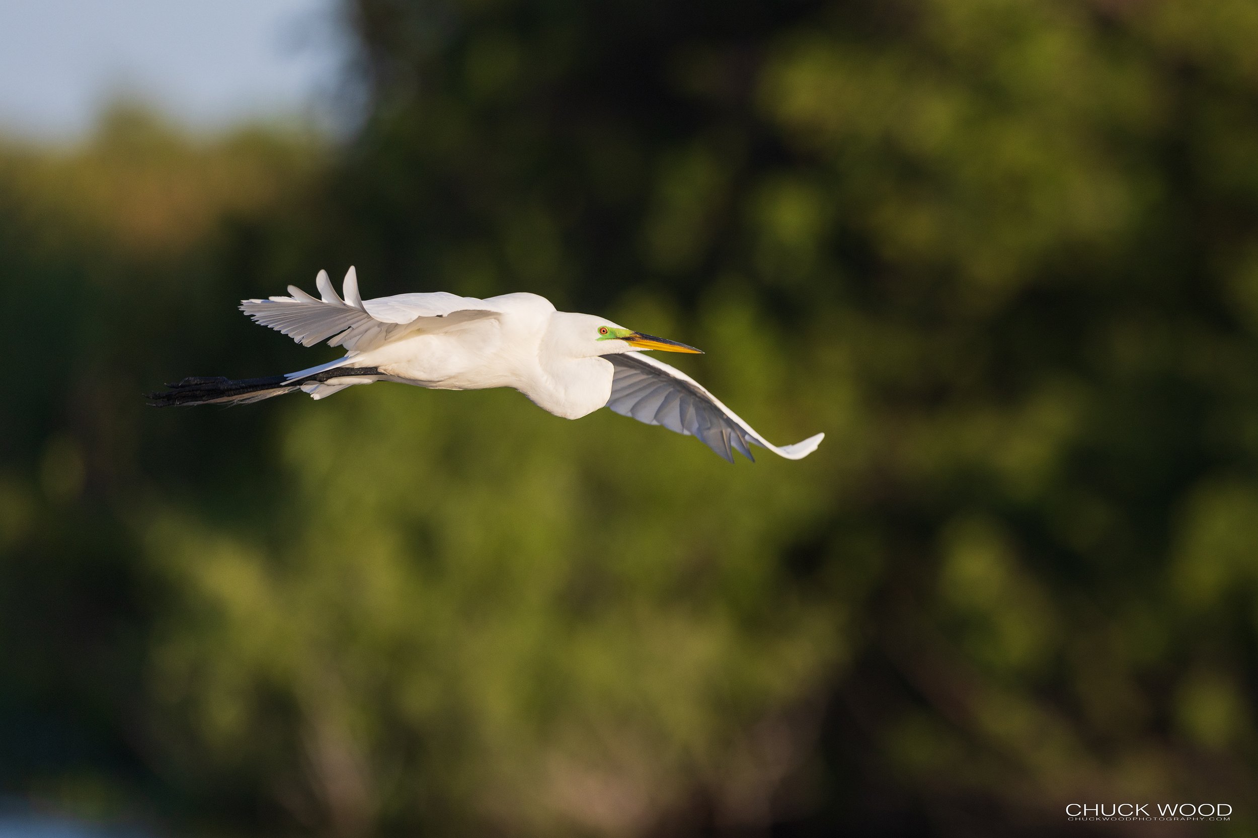  Stick Marsh, FL 2022 