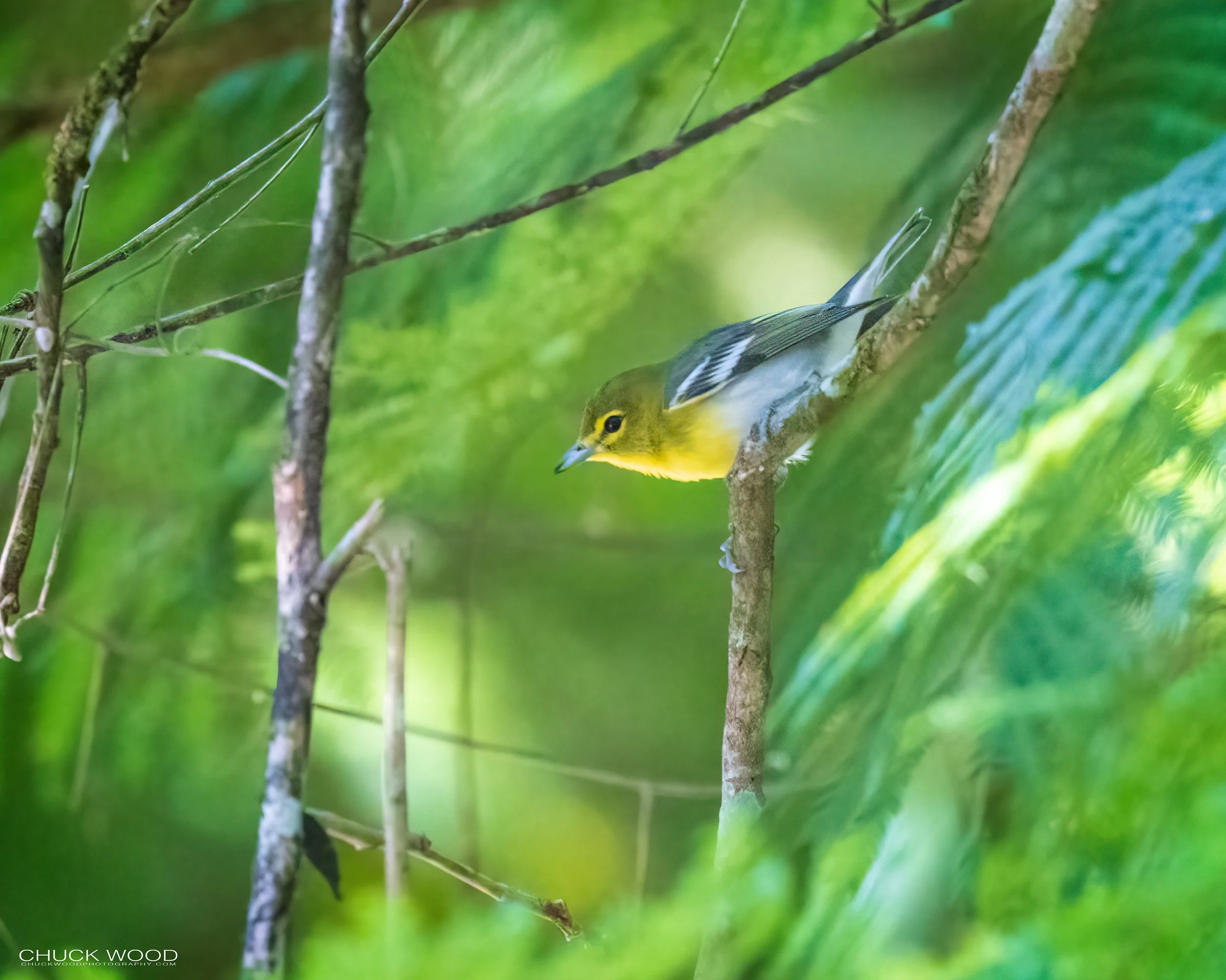  Carara NP, Costa Rica 2023 