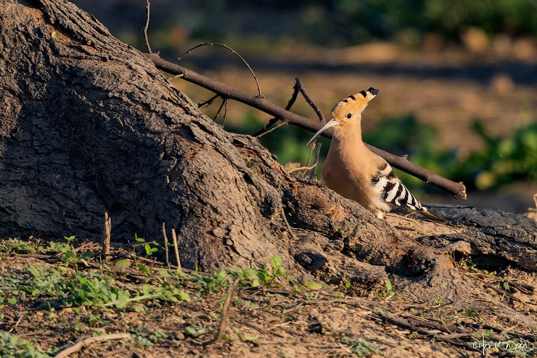 Chambal Safari Lodge, India 2025 
