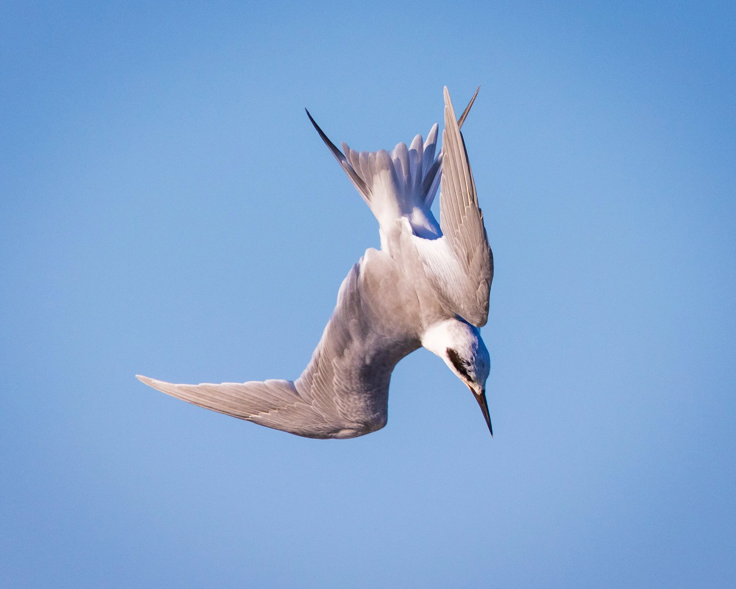  Forsythe NWR, NJ 2021 